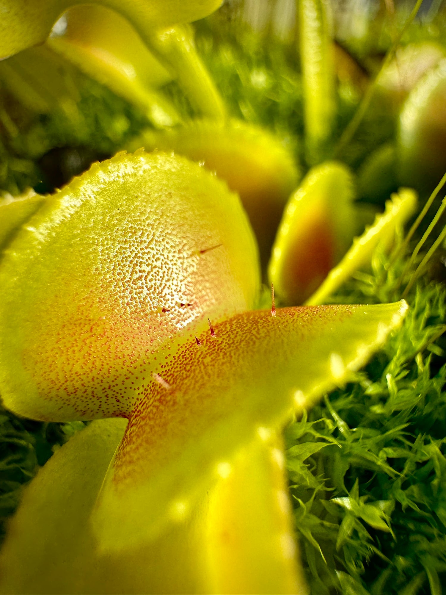 Dionaea m. “Hypatia” Potted
