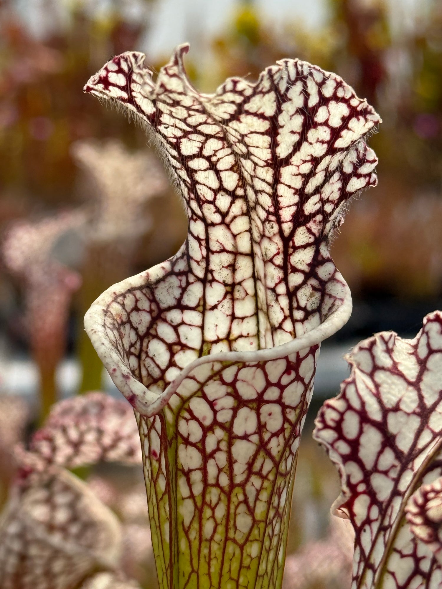 Sarracenia leucophylla "Last Site, Sumter Co, GA" Clone D Potted