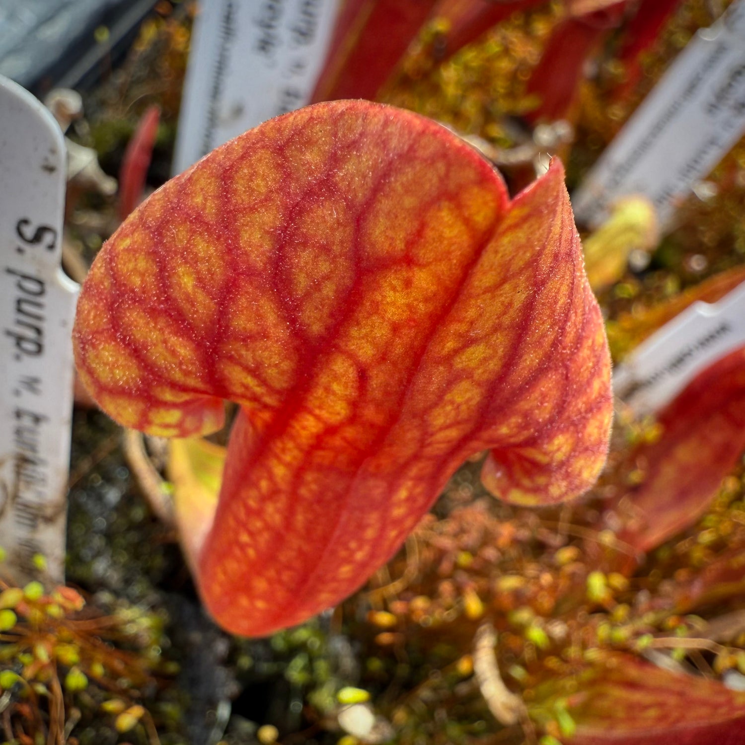 Sarracenia purpurea v.burkii ‘Jim Miller’ x flava v. rugelii ‘Bud’s Gargoyle’ Potted