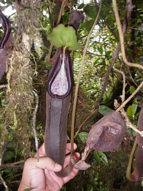 Nepenthes izumiae “Gng Lusung” Potted