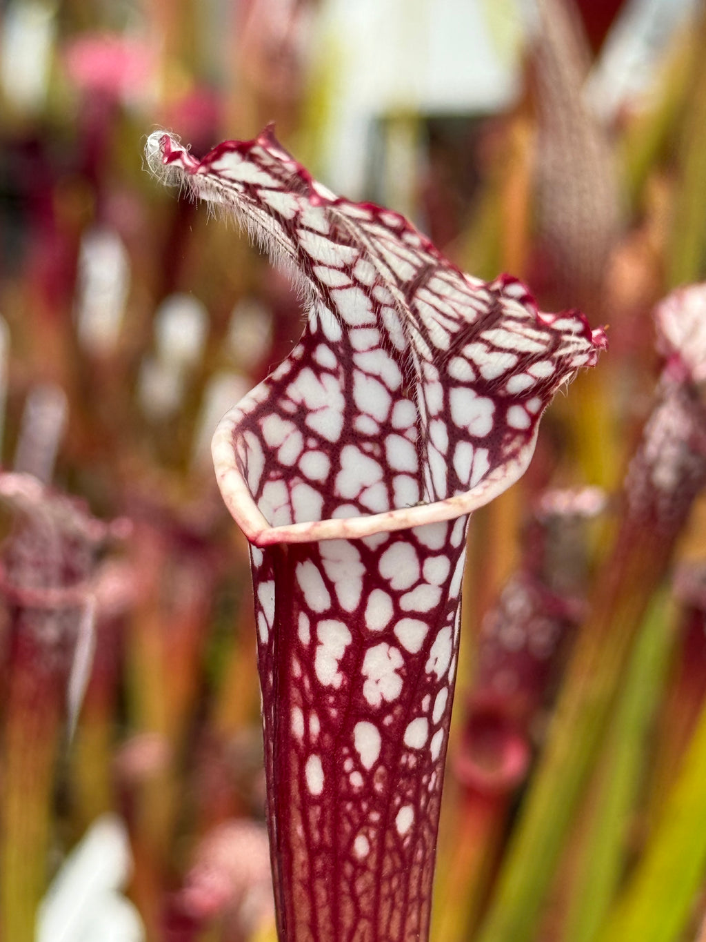 purple pitcher plant care indoors Sarracenia leucophylla "Splinter Hill, Baldwin Co, AL" Potted