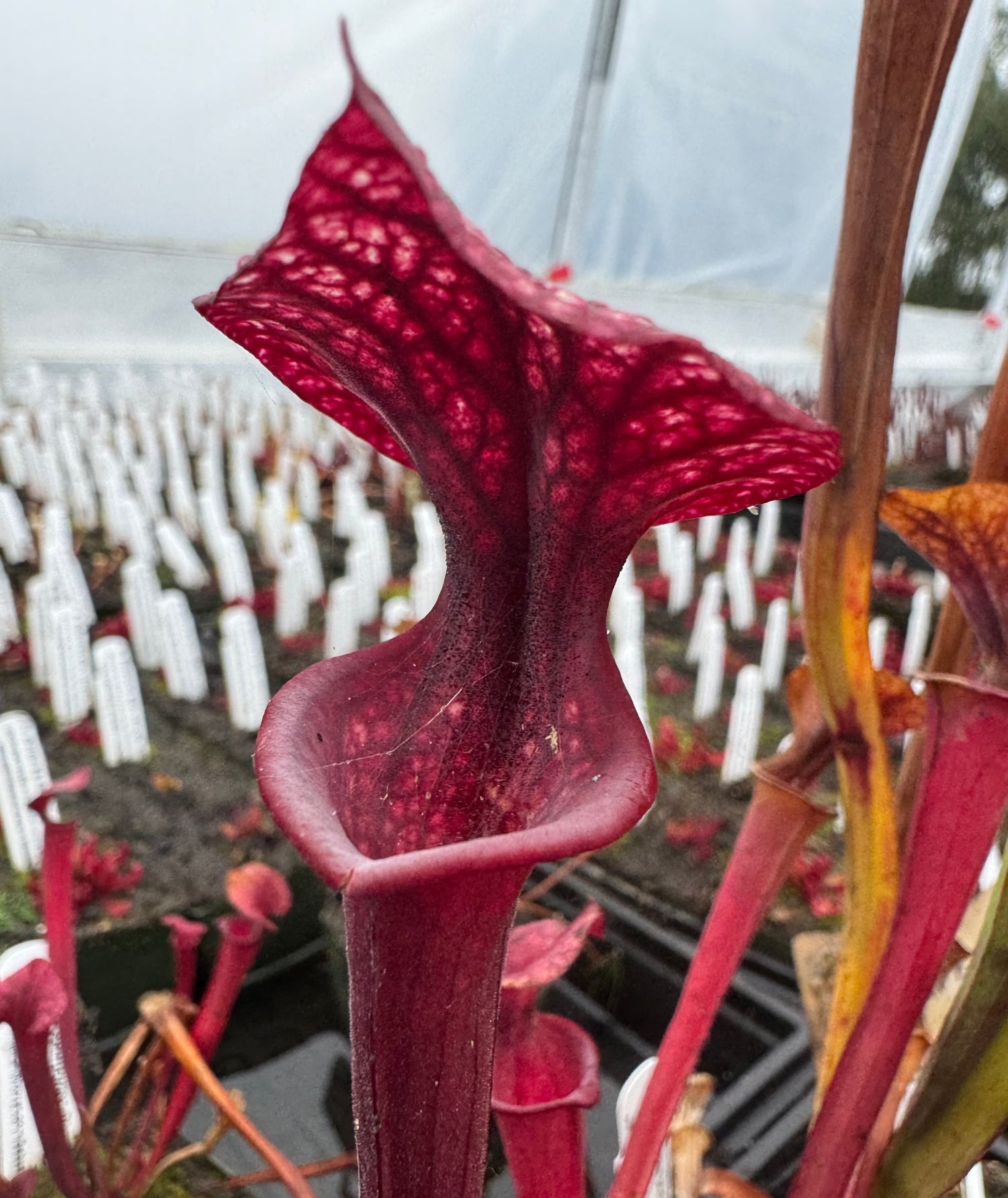 Sarracenia flava var. atropurpurea “Blackwater” x ( x ‘Camisole’ ) Potted