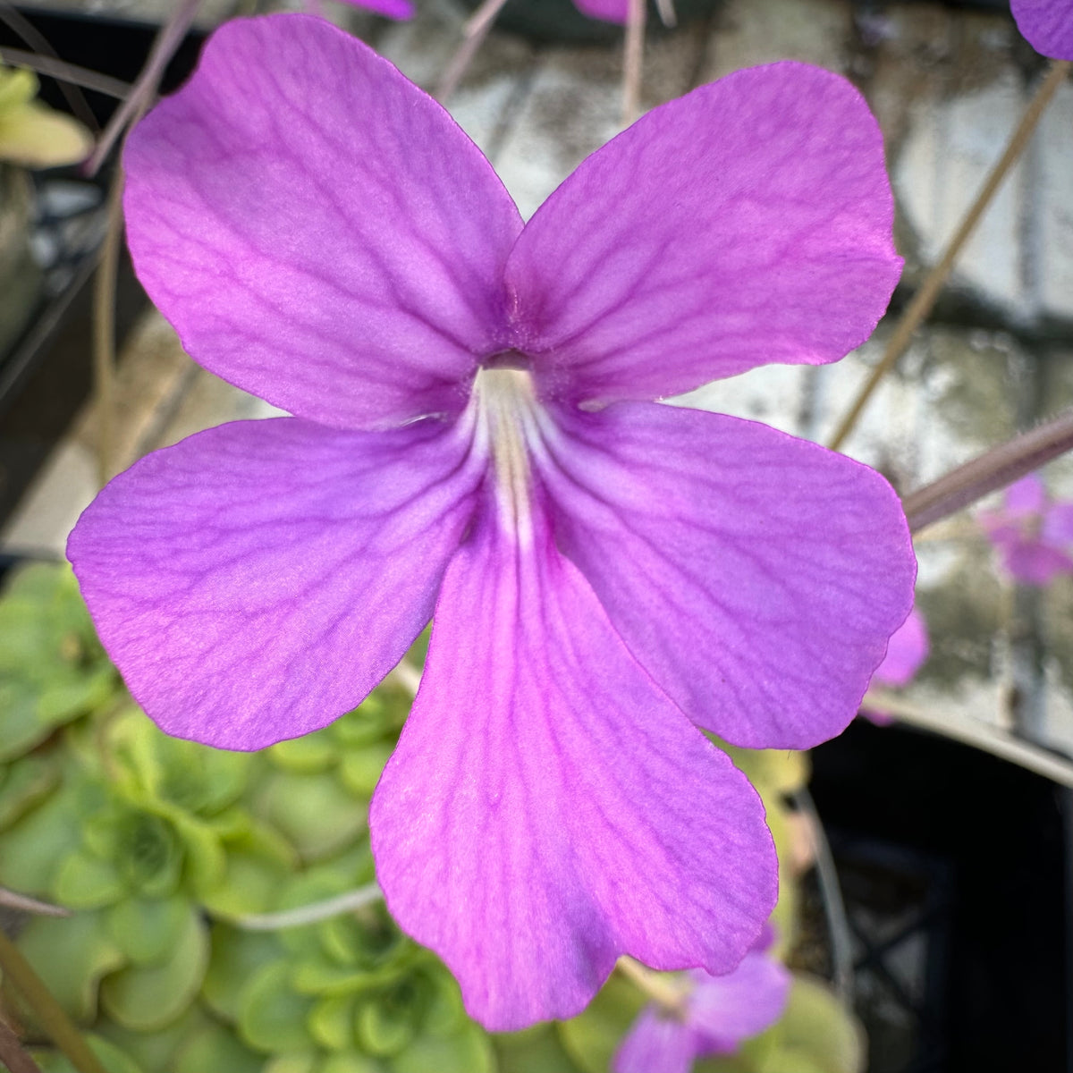 Pinguicula x ‘Dusky Heart’ BARE ROOT