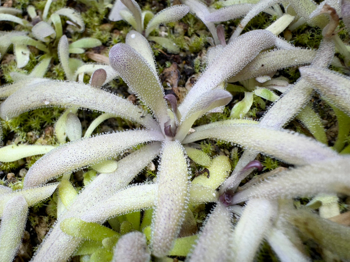 Pinguicula x “Twilight Sparkle” BARE ROOT