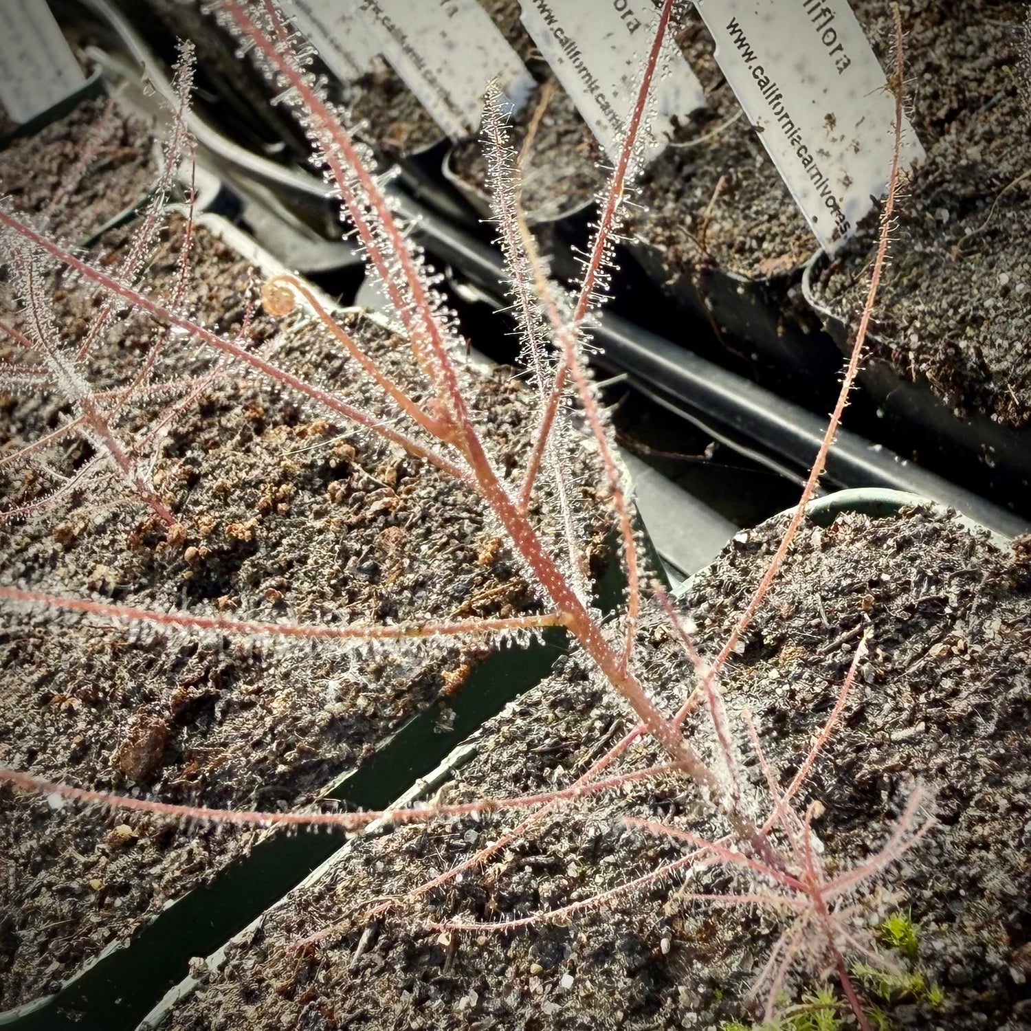 Seed Pack Byblis filifolia “Kingston Rest” (10 seeds/pack)