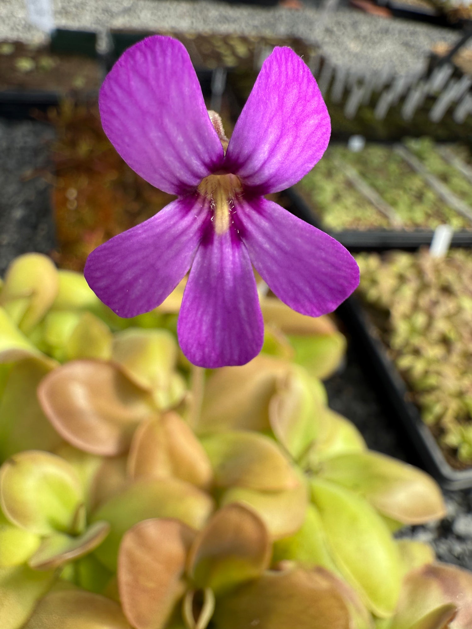 Pinguicula x “Charlie’s Hope” BARE ROOT