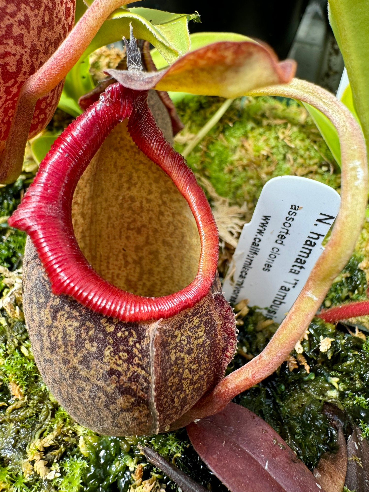Nepenthes ( densiflora x aristolochioides ) x ( robcantleyi x hamata ) CalCarn Clone Potted