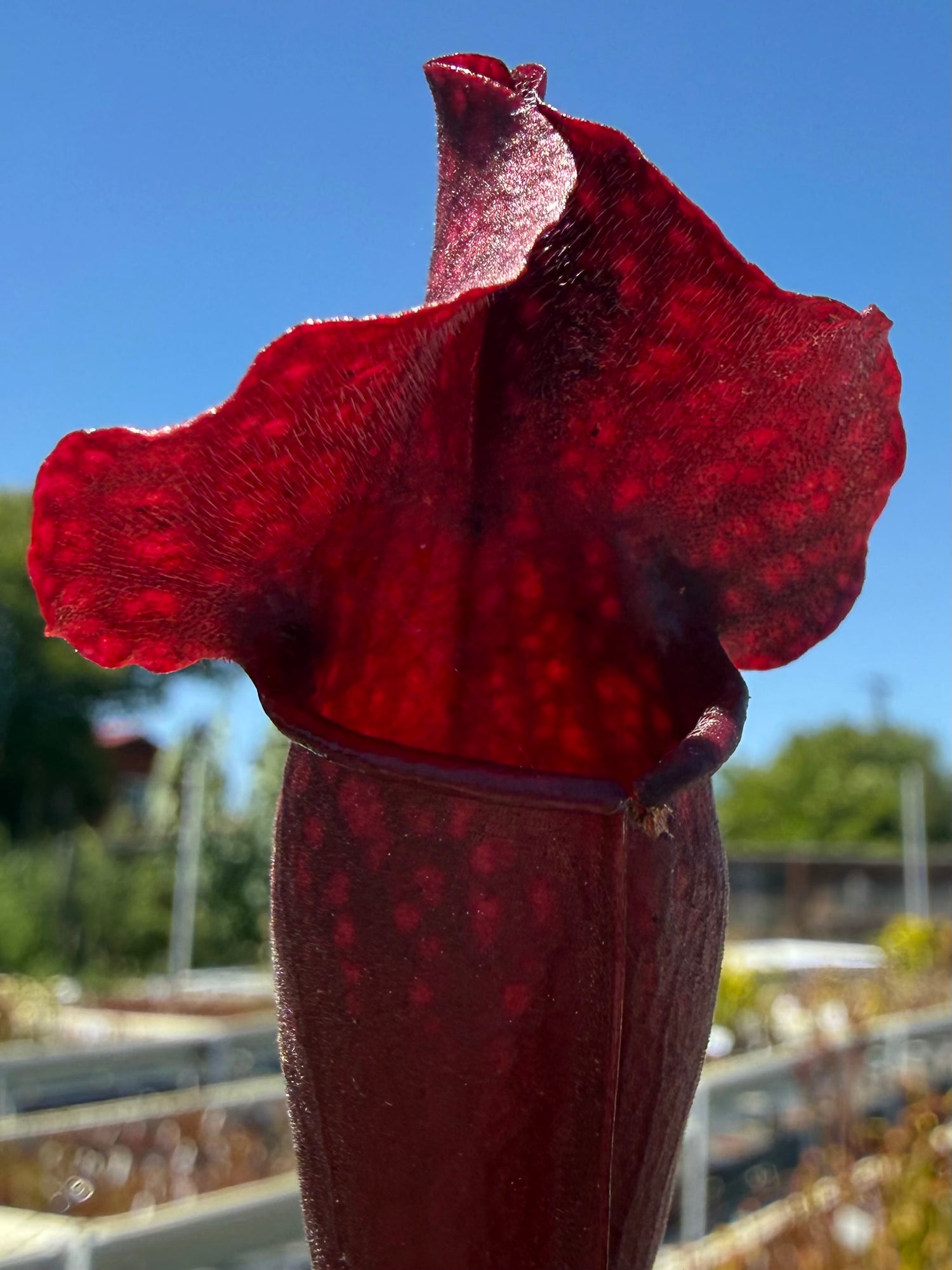 Sarracenia ( x mitchelliana “Dark Burgundy” ) x ( x ‘Simone’ ) Potted
