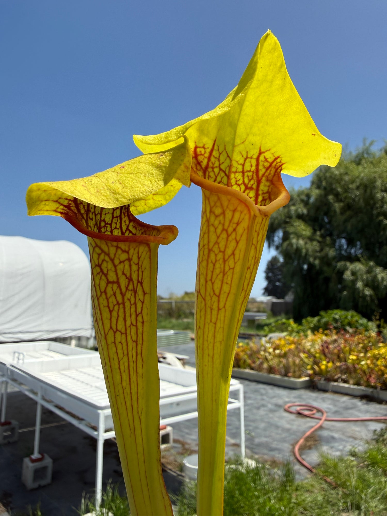 Sarracenia x “Limelight” DG Potted