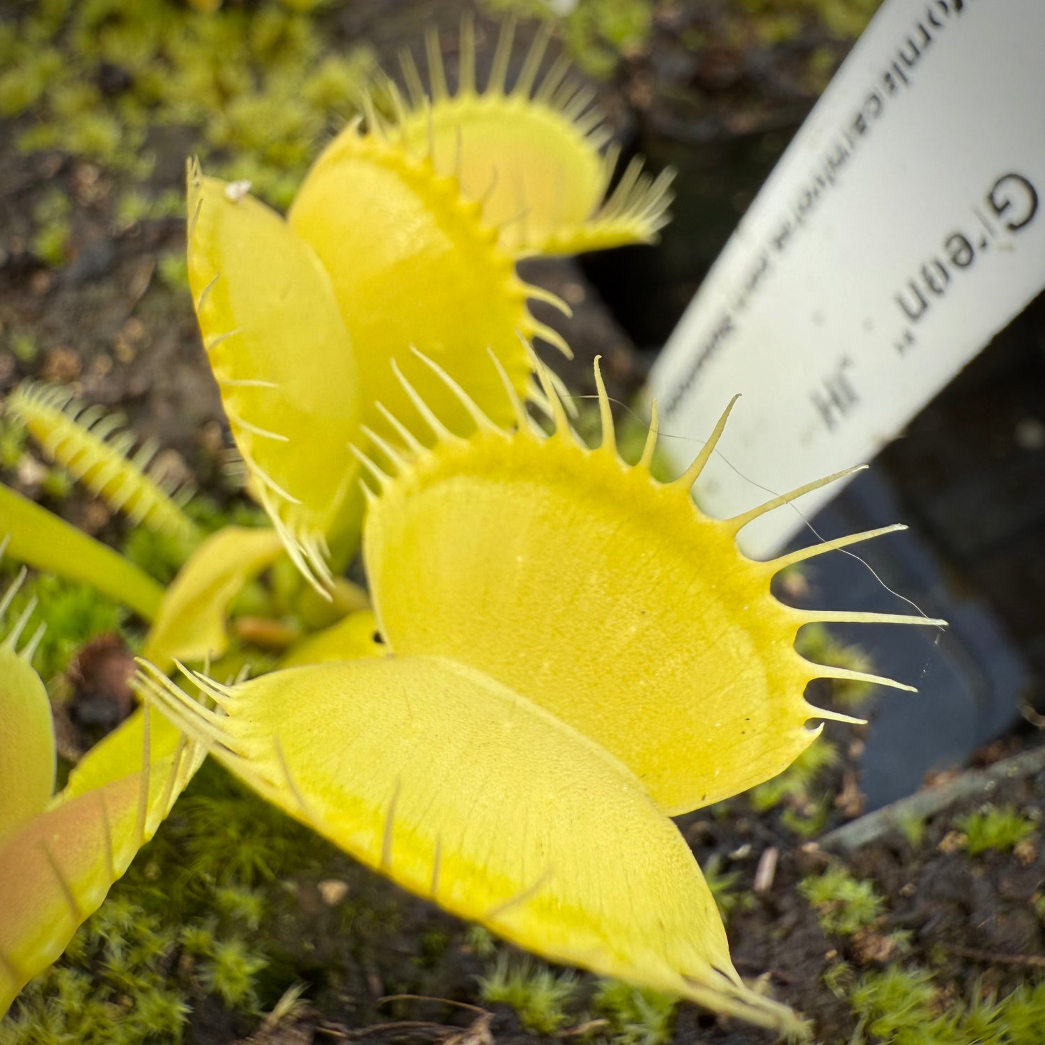 Dionaea m. “All Green” JH Potted