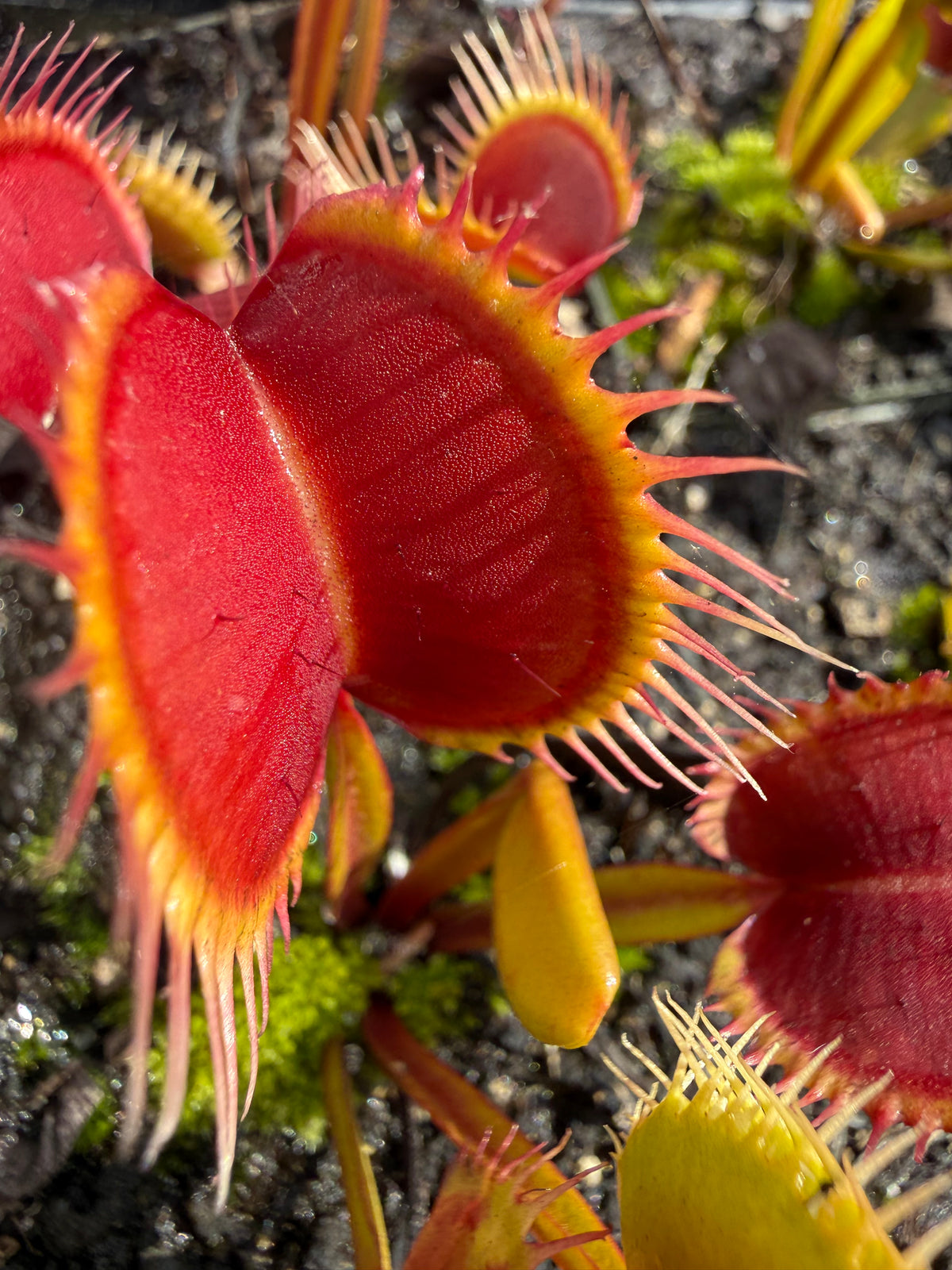 Dionaea m. “Swamp Fire” Potted