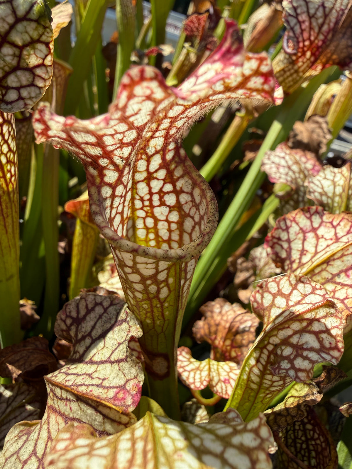Sarracenia leucophylla HCW “Clone E” x alata “Black Tube Stone Co, MS, CO Select” Potted