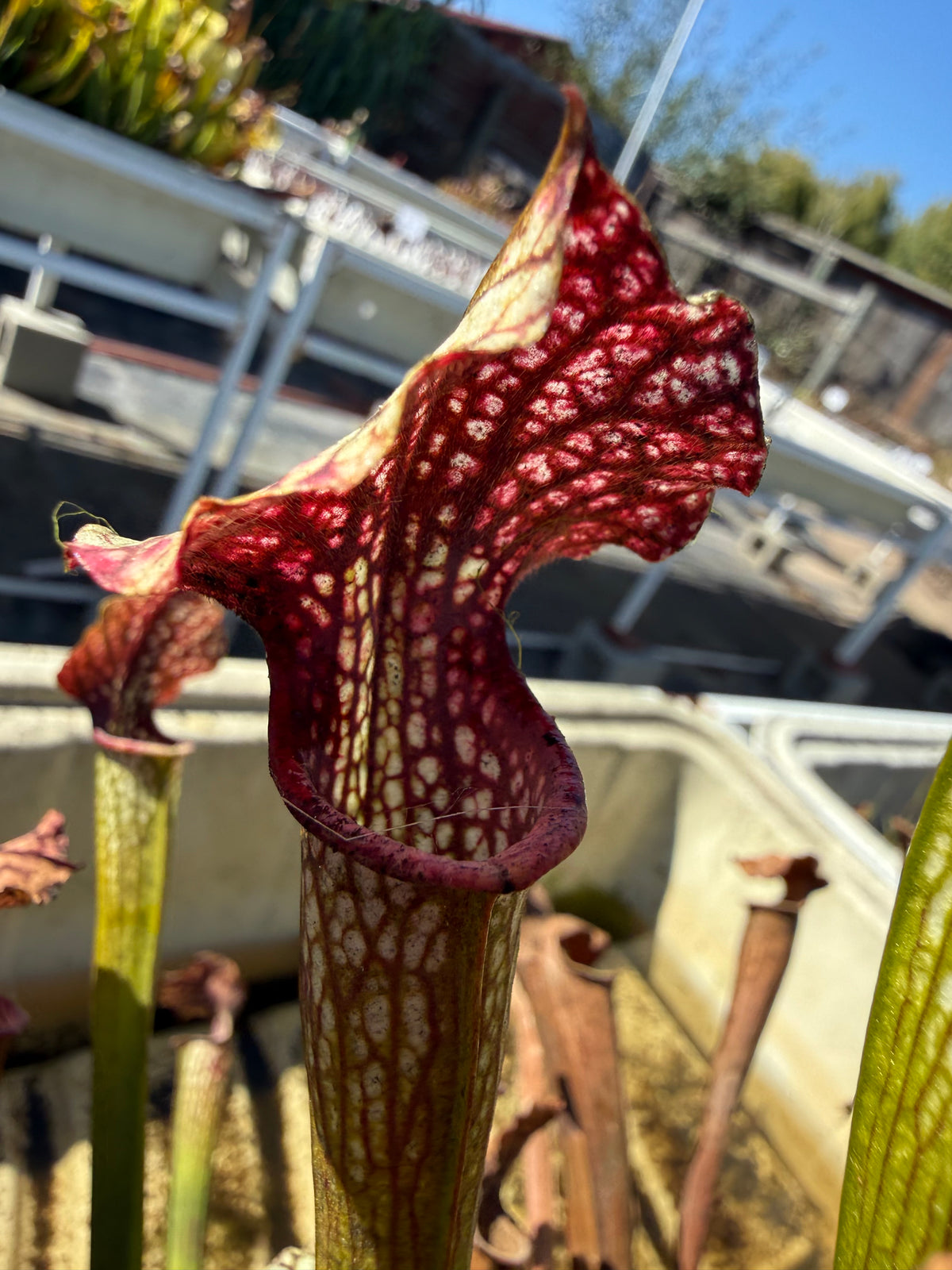 Sarracenia leucophylla HCW “Clone E” x alata “Black Tube Stone Co, MS, CO Select” Potted