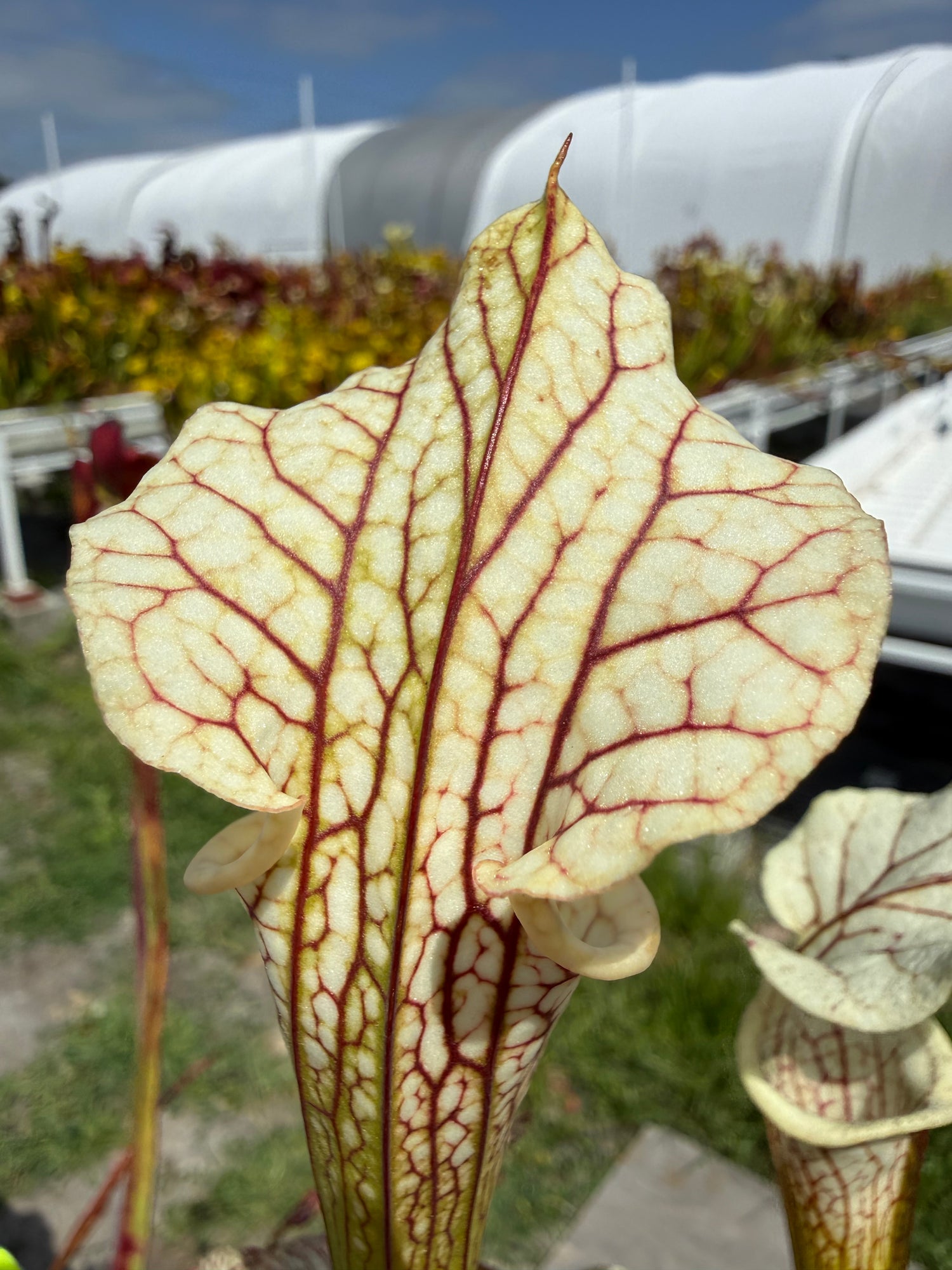 Sarracenia leucophylla ‘Schnell’s Ghost’ x ( x ‘Adrian Slack’ ) “Select DGH4” Potted