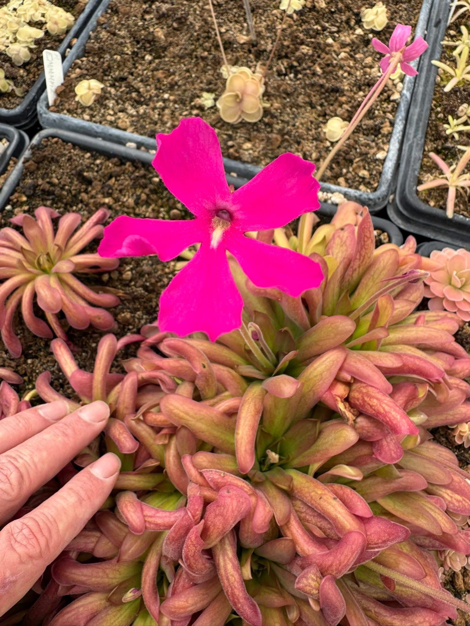 Pinguicula x “Shelob” BARE ROOT