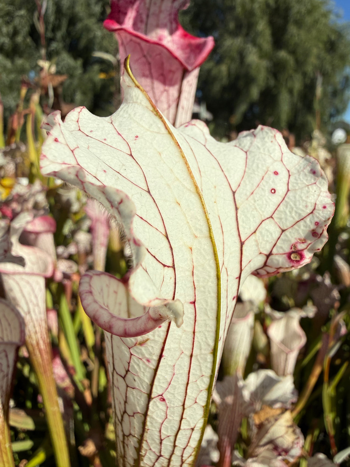 Sarracenia leucophylla “Aurora” Potted