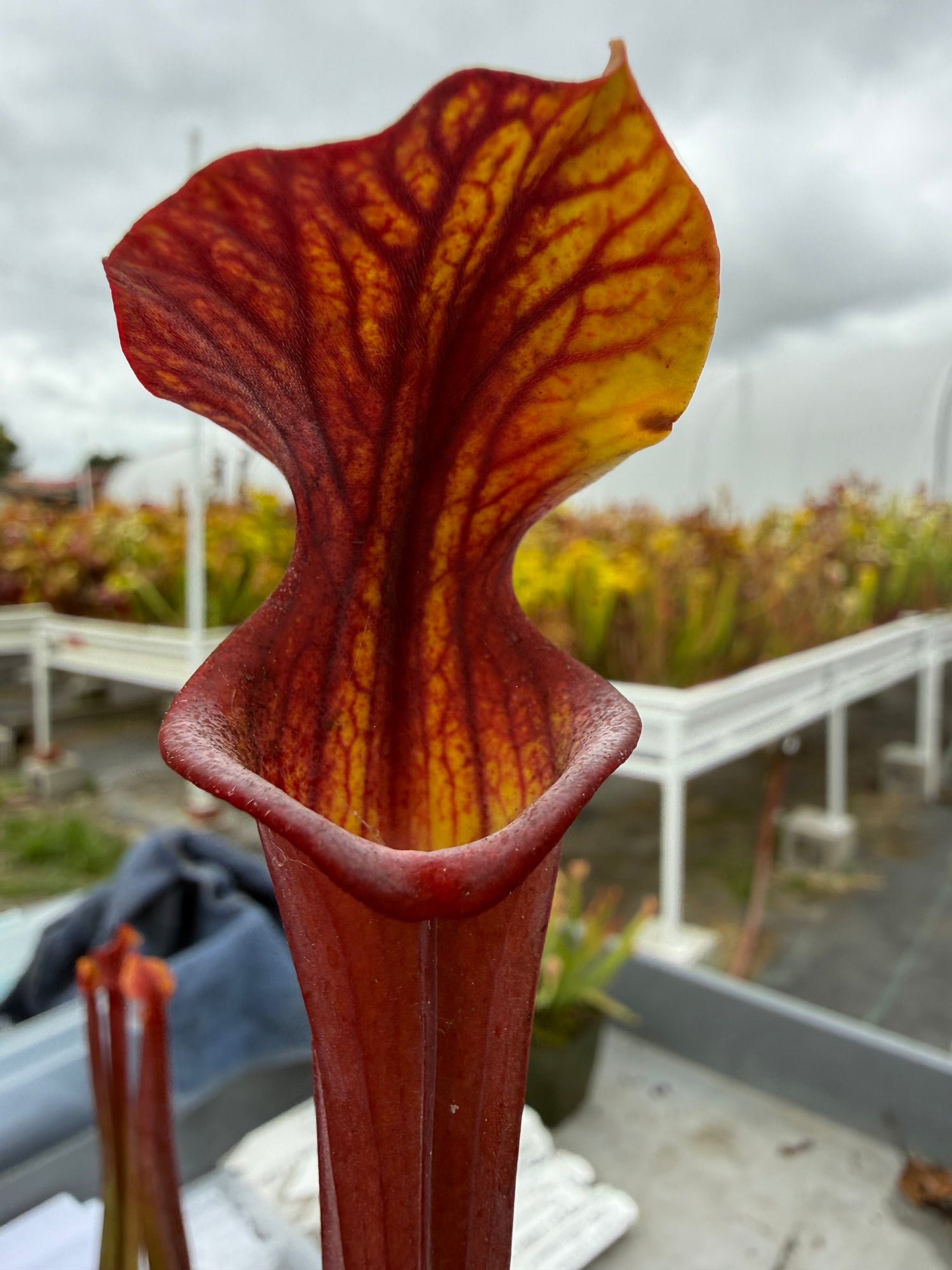 Sarracenia flava var rubricorpora x ( ‘Royal Ruby’ ) RC Potted