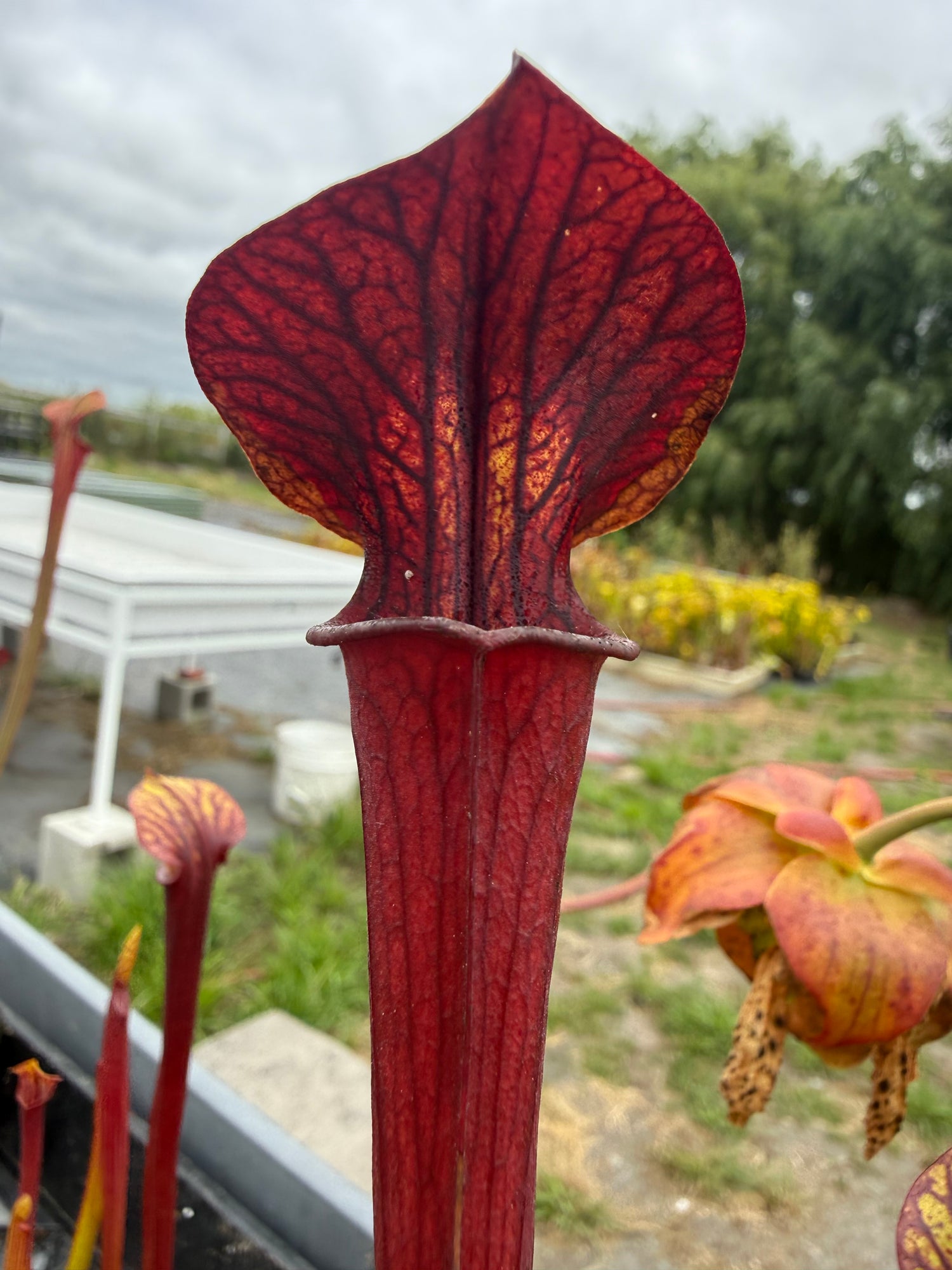 Sarracenia alata “Black Tube” x flava “Red Tube” RC Potted