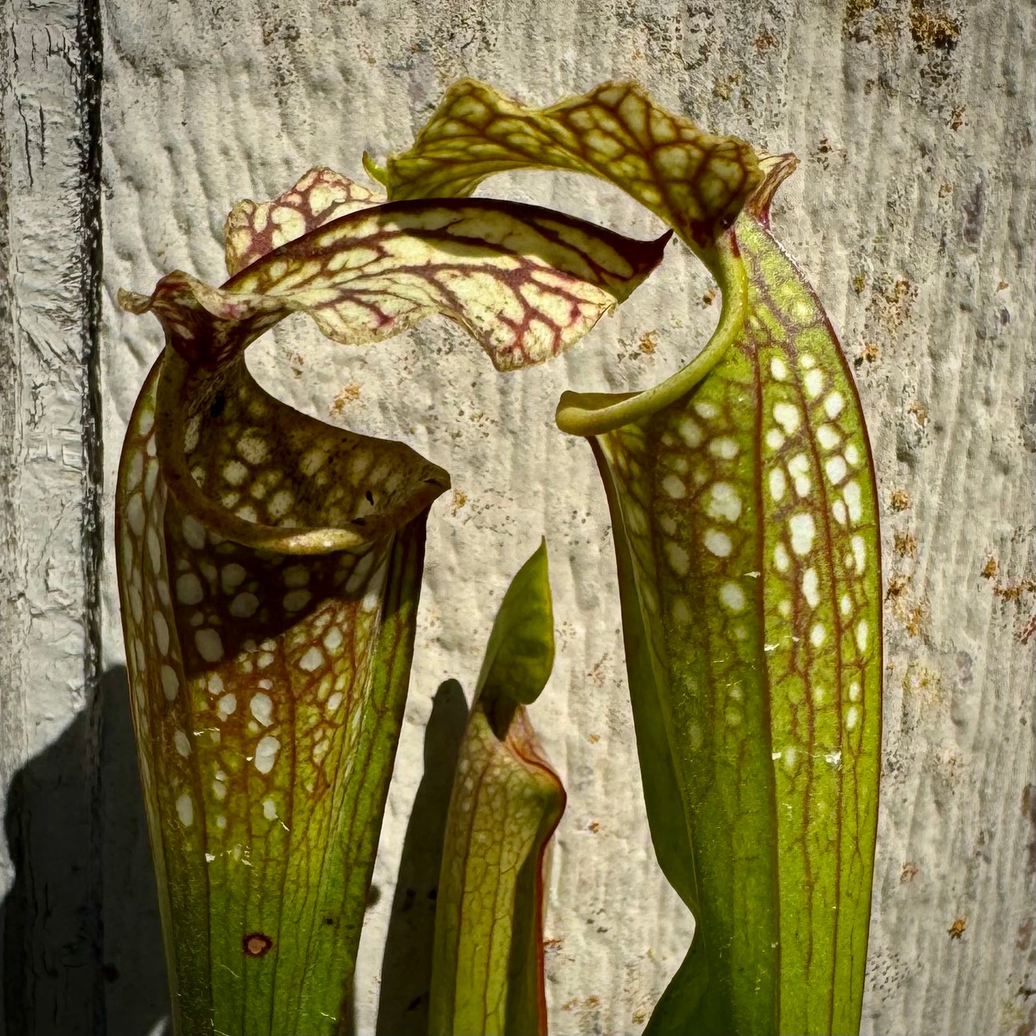 Sarracenia ( x excellens ) x ( x ‘Adrian Slack’ ) Potted