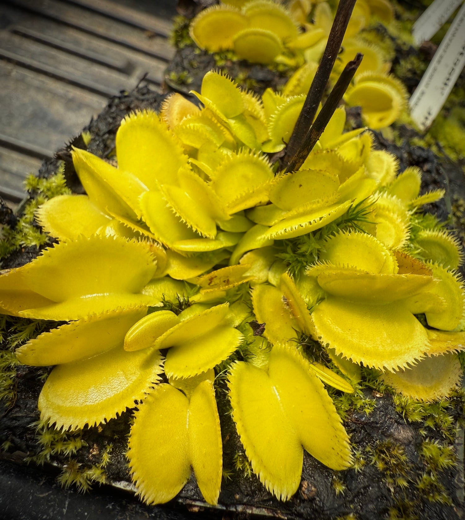 Dionaea m. “Green Sawtooth” JH Potted