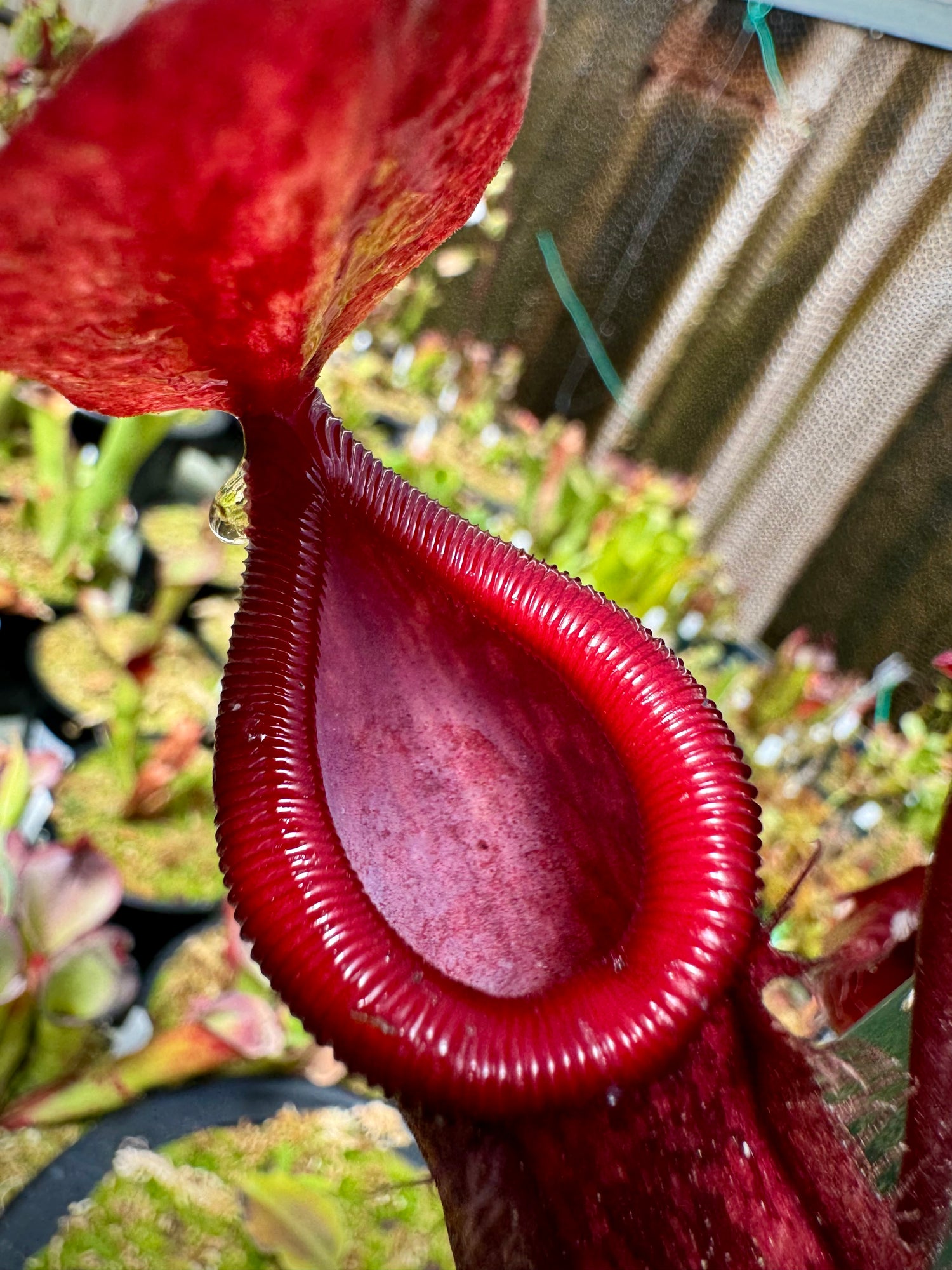 Nepenthes ventricosa “Black Peristome” x pitopangii CalCarn Seed-Grown Potted