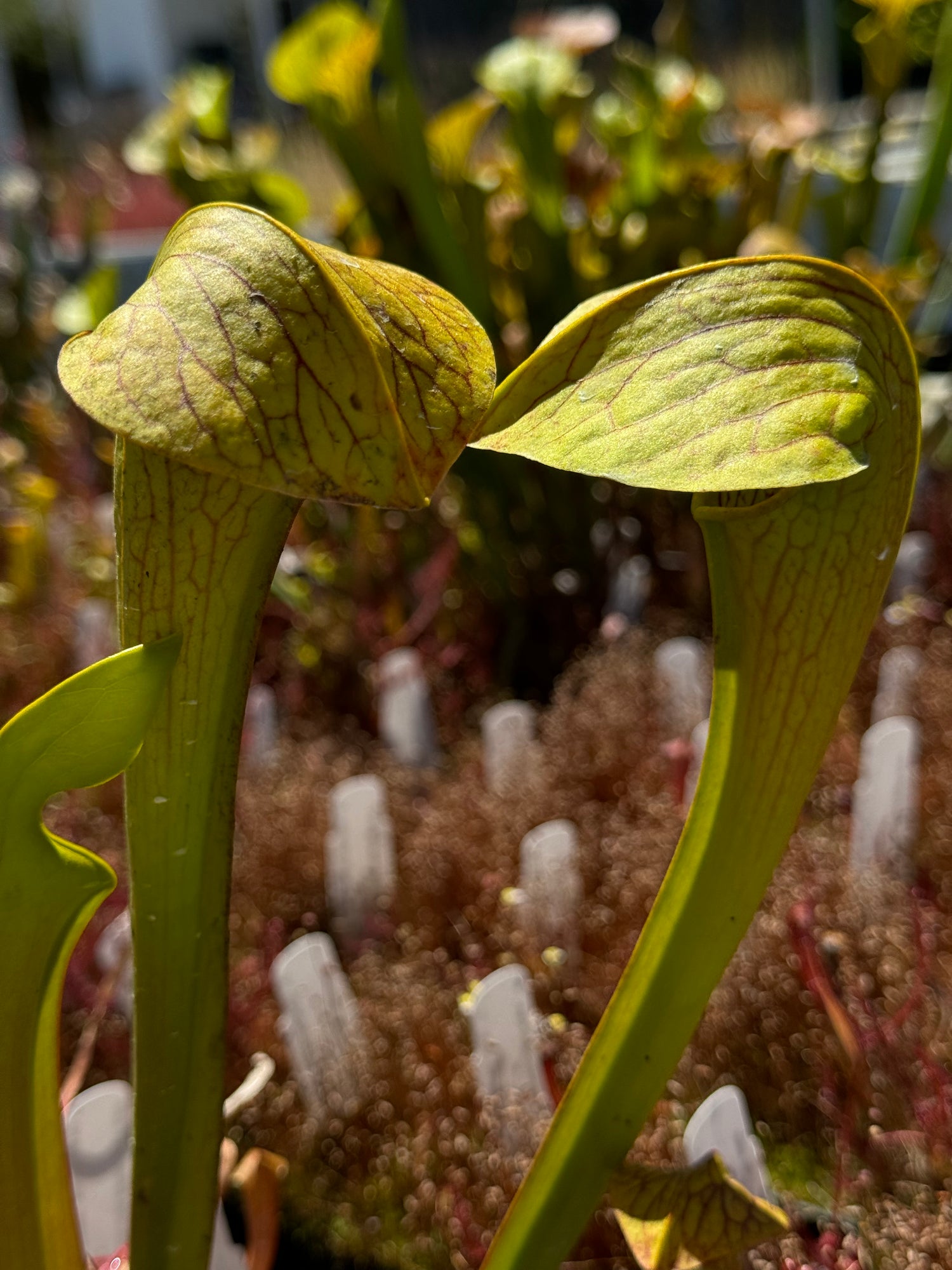 Sarracenia oreophila “Sand Mtn” x minor ‘Giant’ Potted