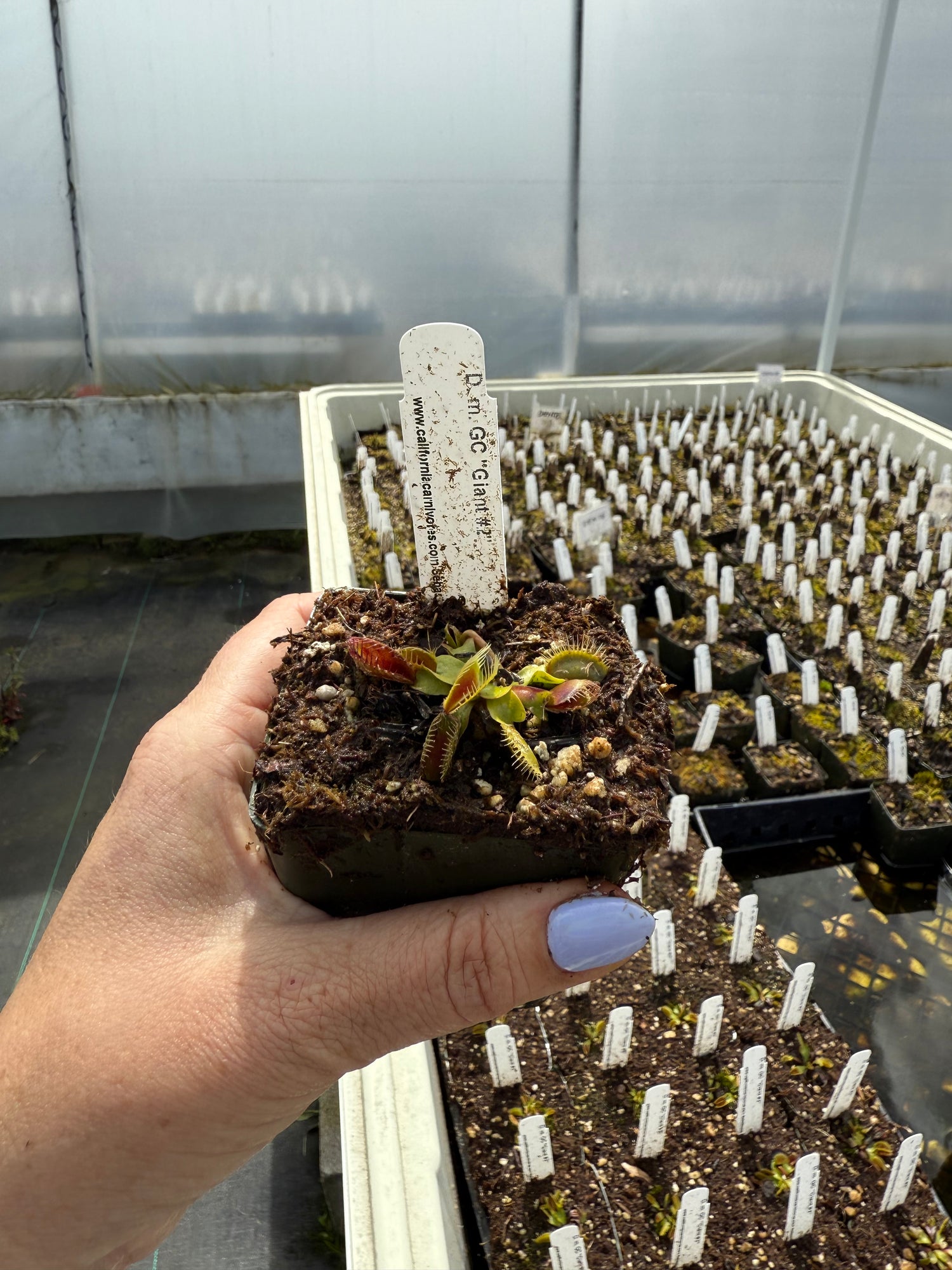 Dionaea m. "GC Giant 