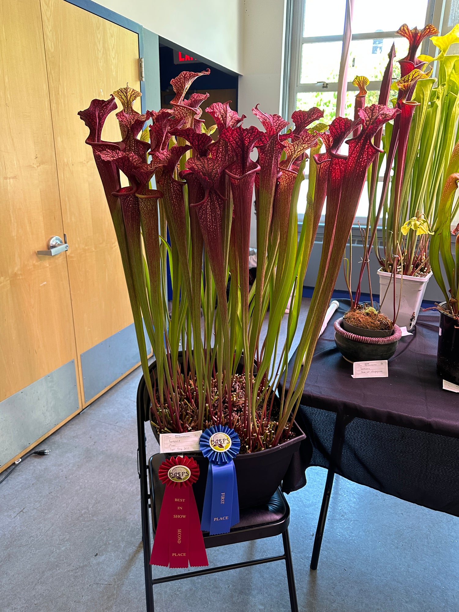 Sarracenia x moorei “Super Heavy Veins" DG Potted