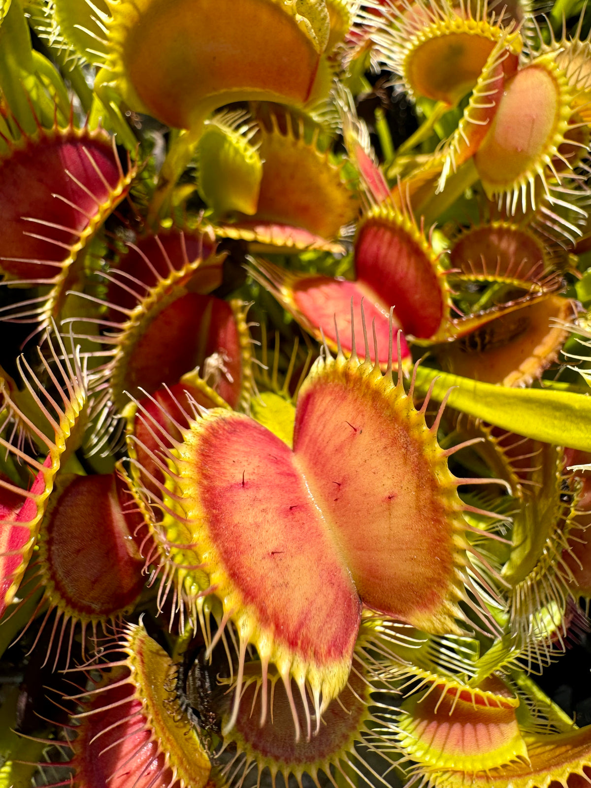 Dionaea m. “Jersey Devil” Potted