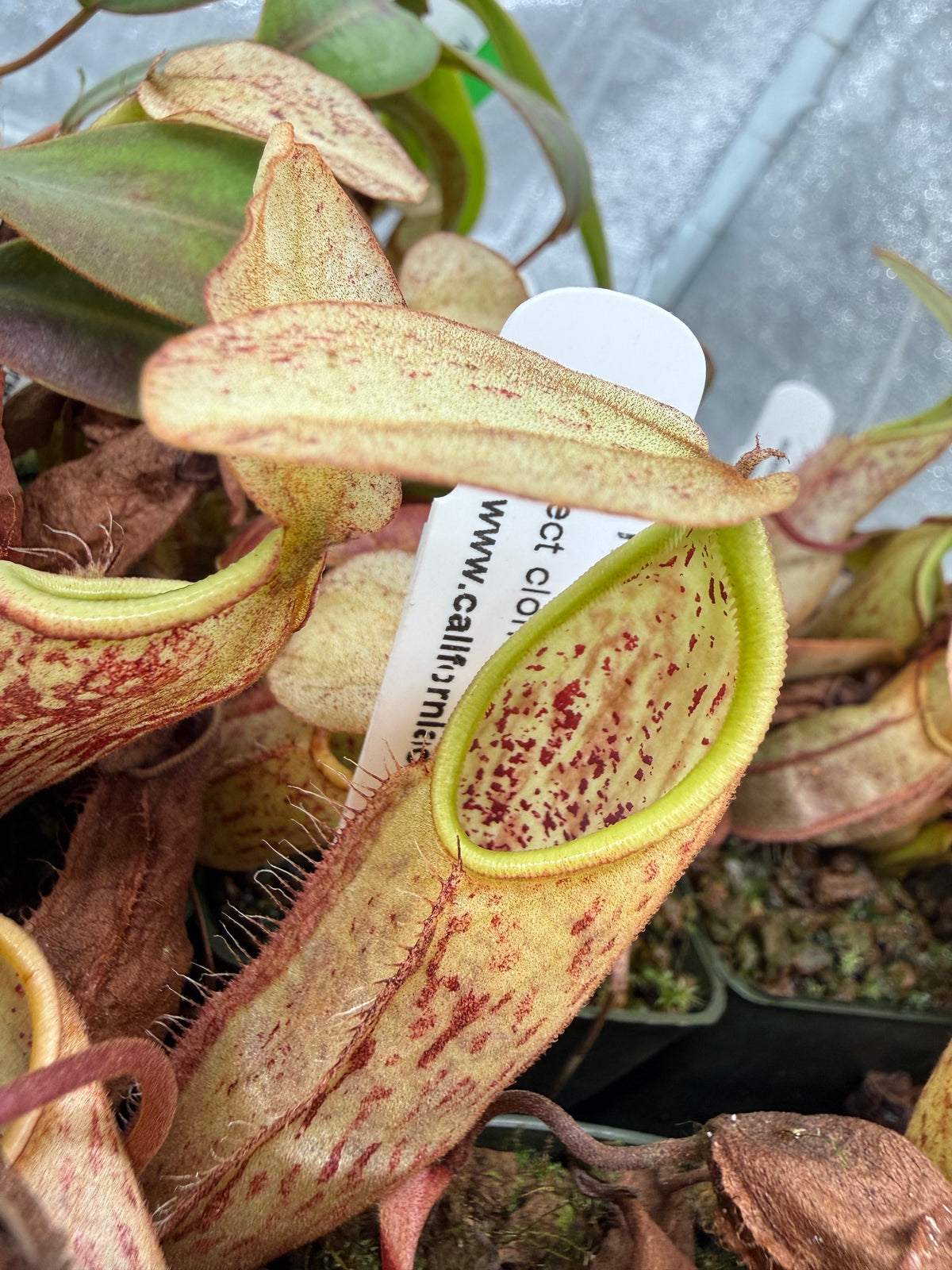 Nepenthes mapuluensis Potted
