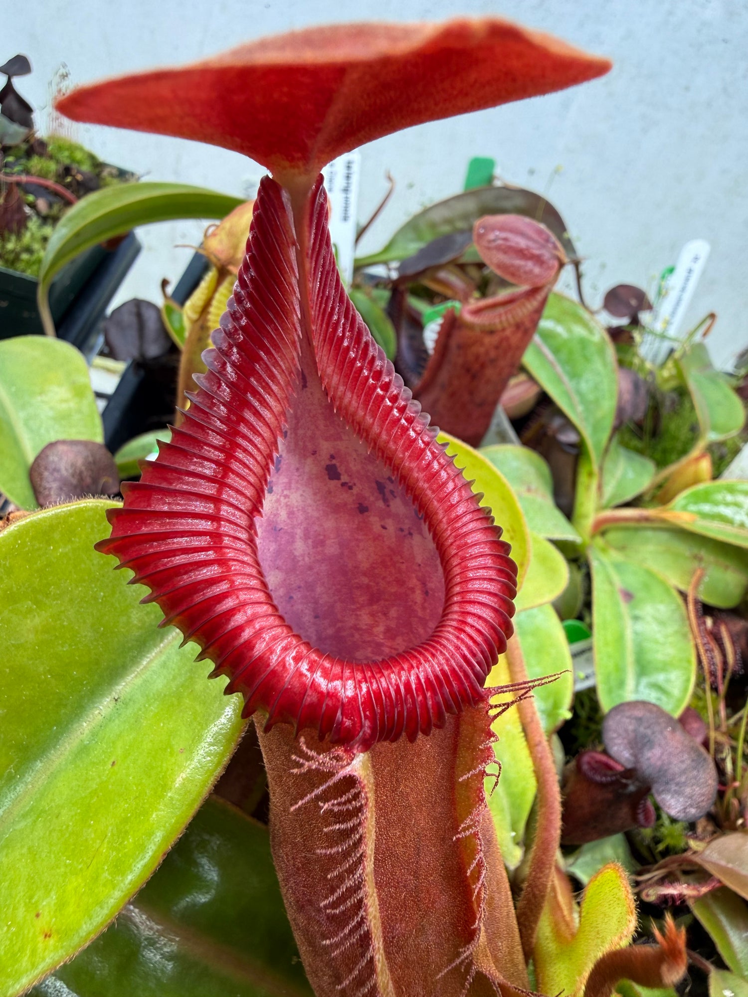 Nepenthes truncata (D) “Red Flush” x edwardsiana “giant” CalCarn TC Potted