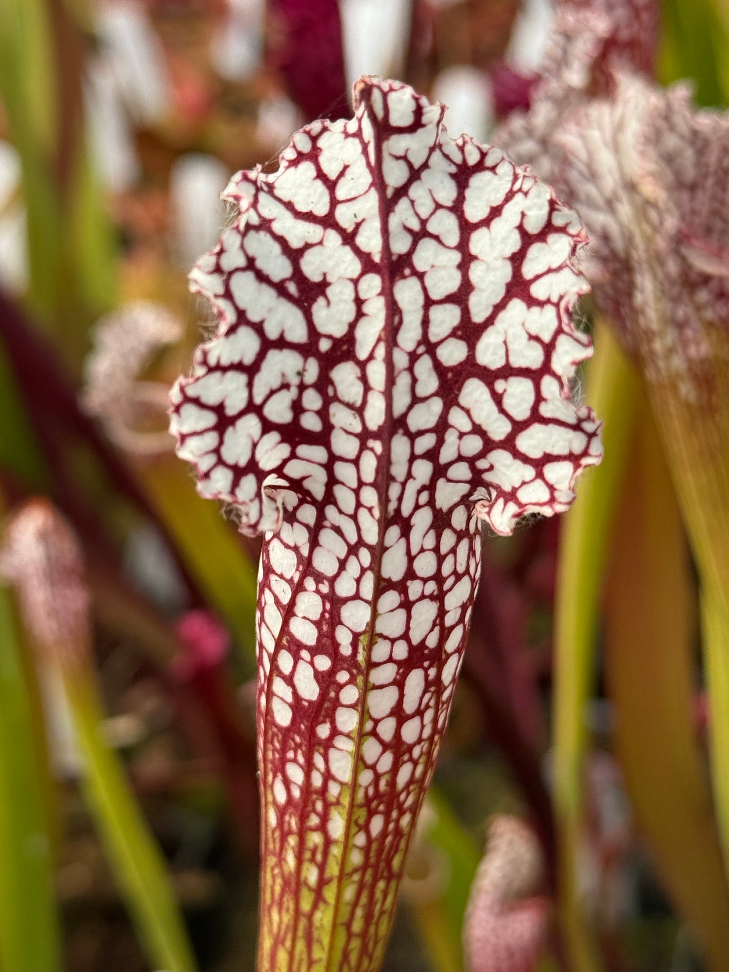 Sarracenia leucophylla "Last Site, Sumter Co, GA" Clone B Potted