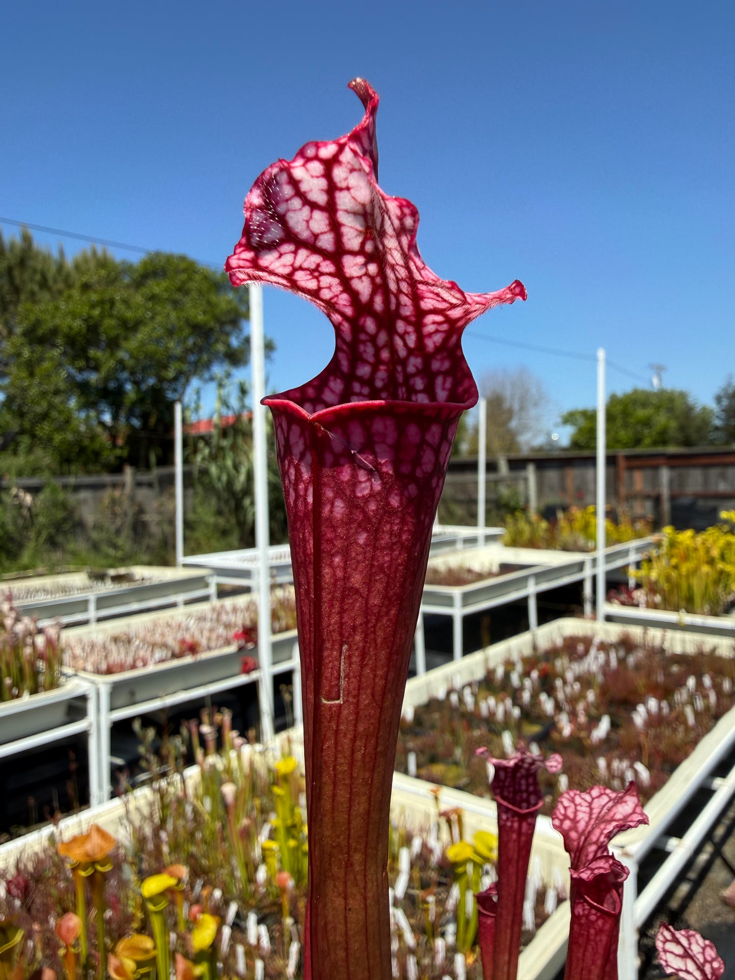 Sarracenia ( ‘Dana’s Delight’ ) x ( ‘Saurus’ ) Potted