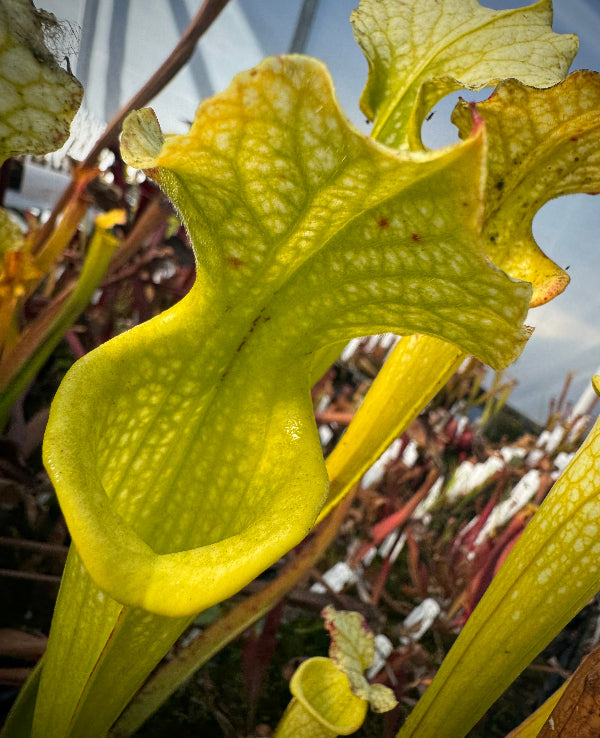 Sarracenia leucophylla "Hurricane Creek White" x flava var. maxima
