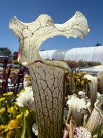 Sarracenia leucophylla Stretch x Solid White pitcher plant