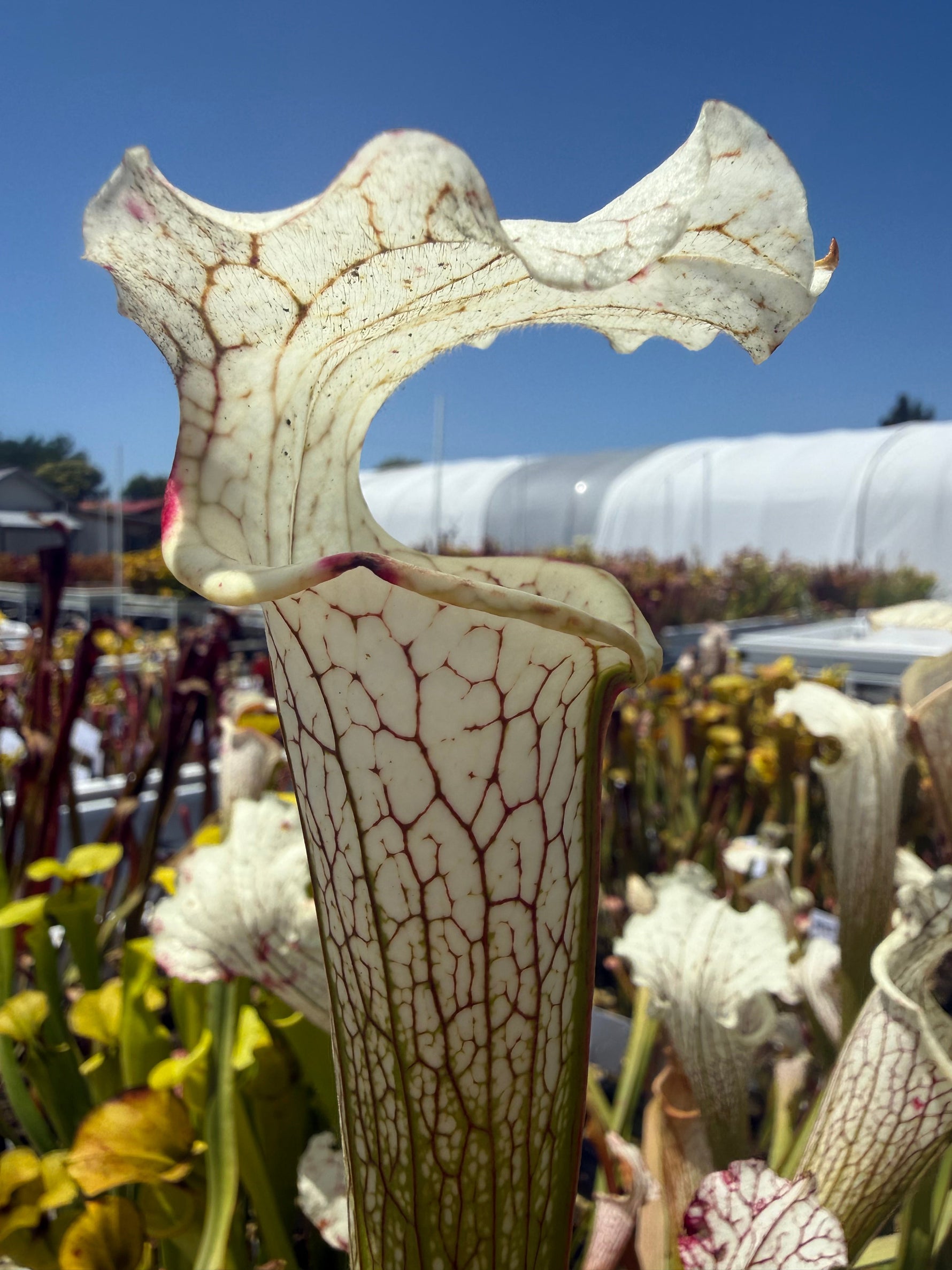 Sarracenia leucophylla Stretch x Solid White pitcher plant