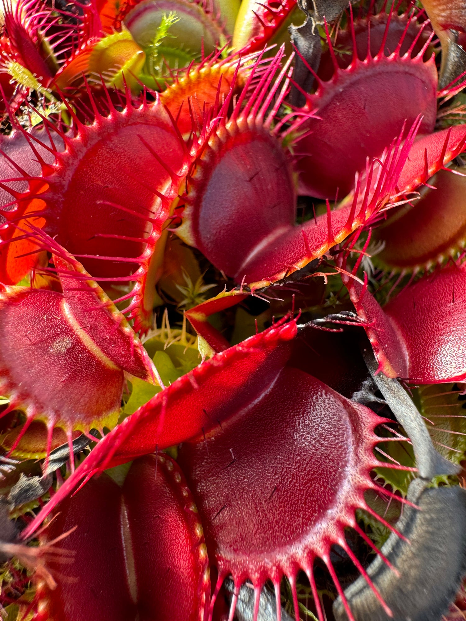 Dionaea m. “Jabberwocky” Potted