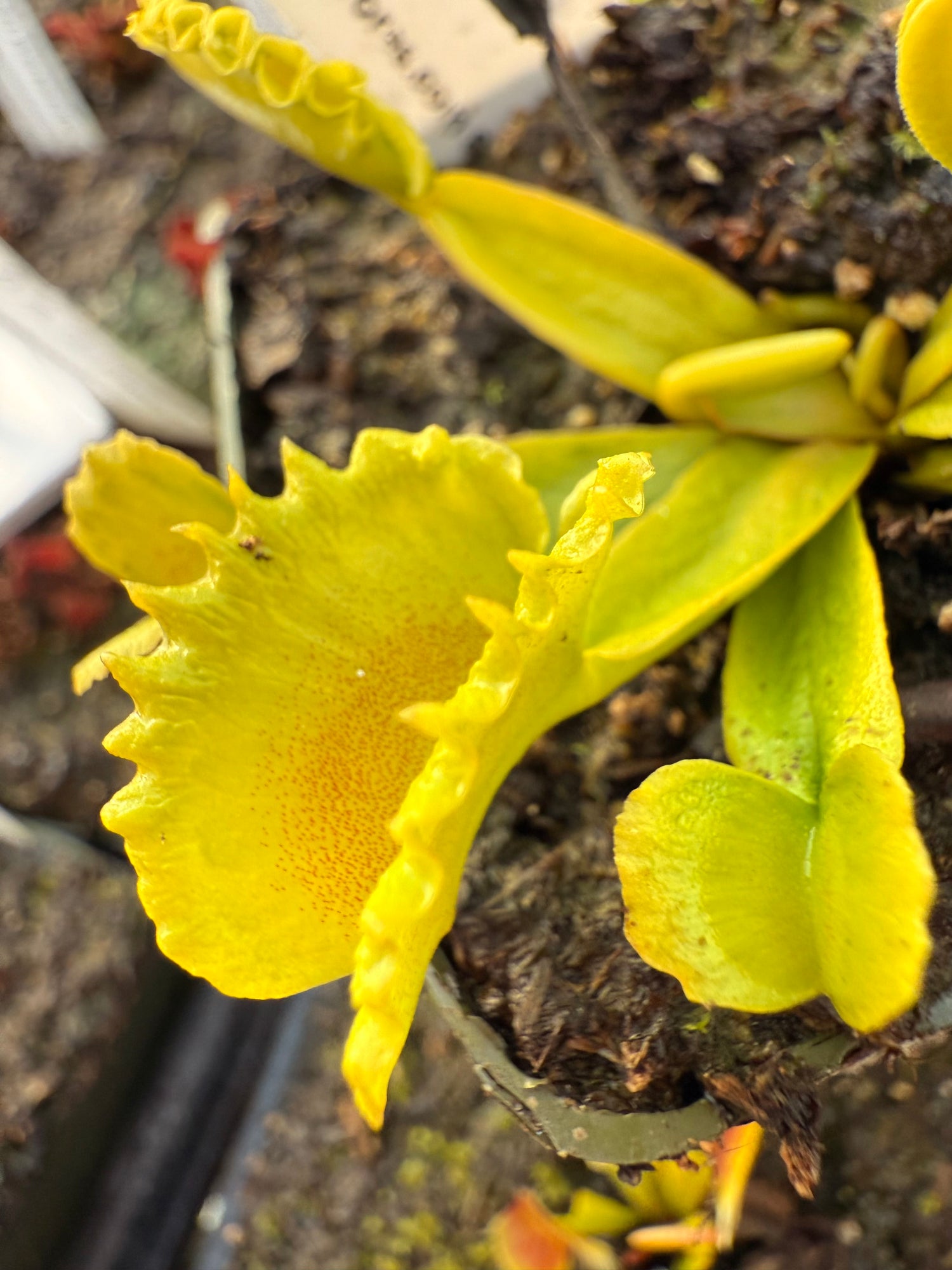 Dionaea m. “Vesuvia” Potted