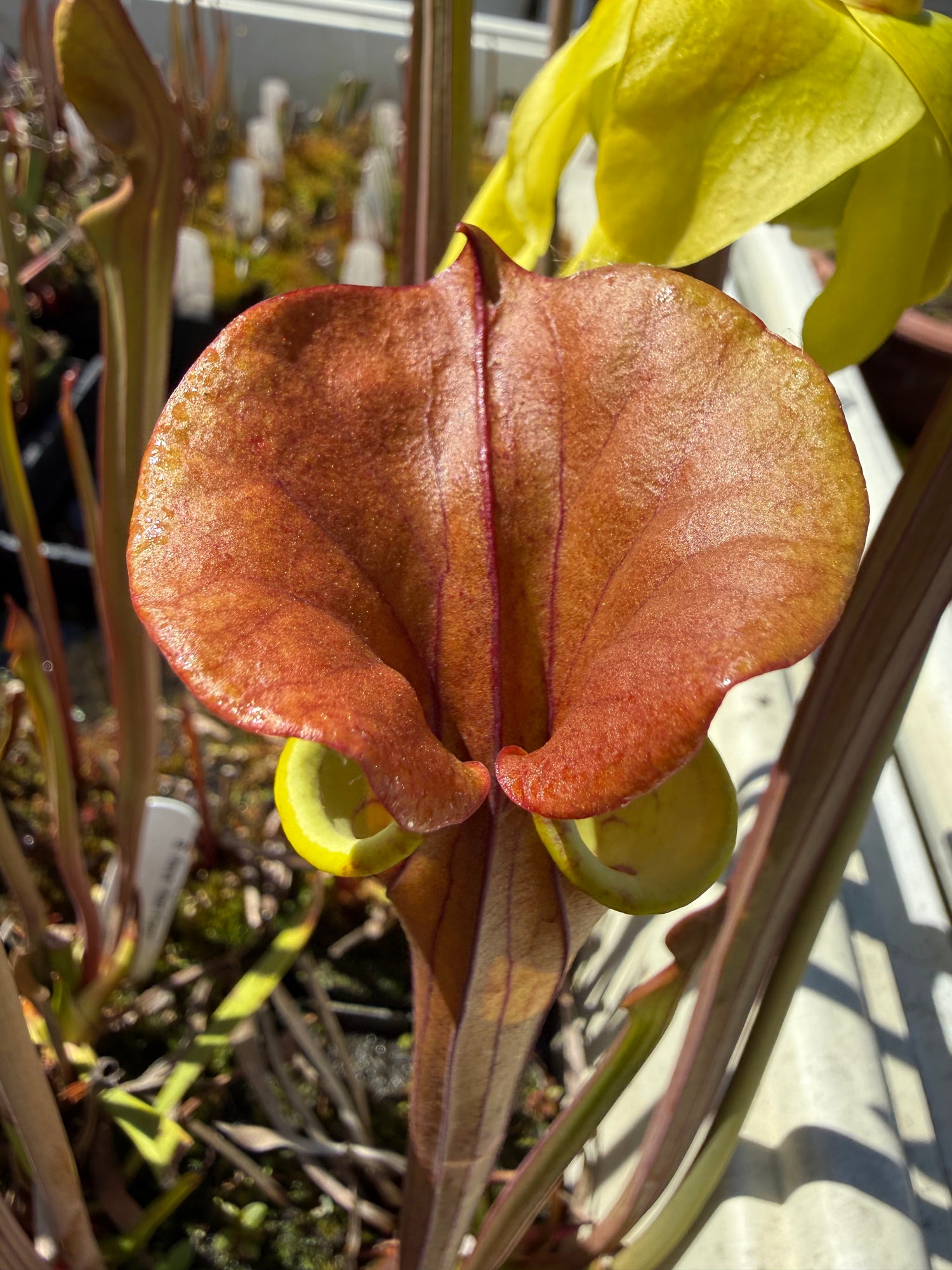 Sarracenia flava ‘Red Form’ Potted
