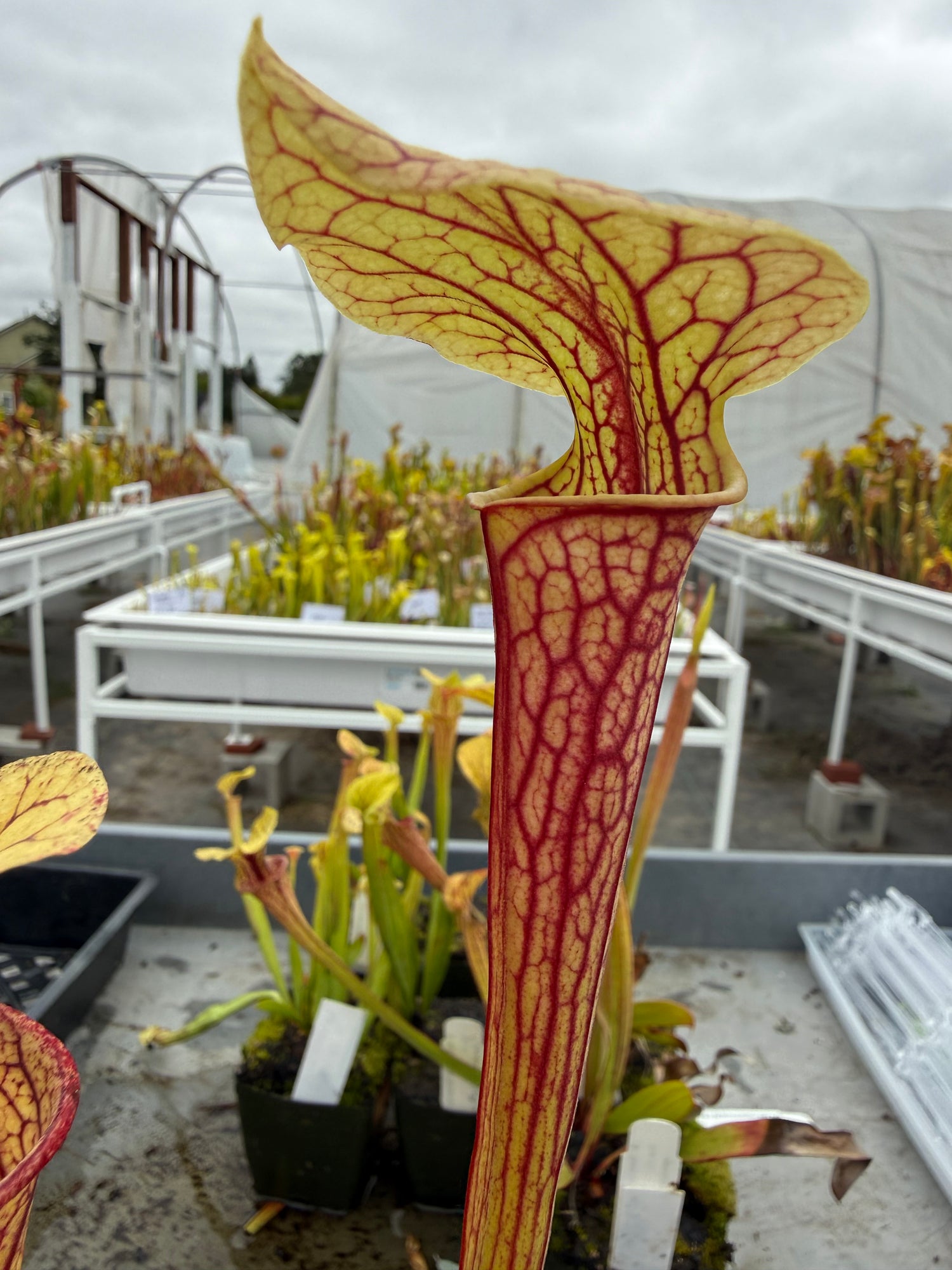 Sarracenia ﻿leucophylla ‘Wilkerson’s Red Rocket’ x oreophila RC Potted