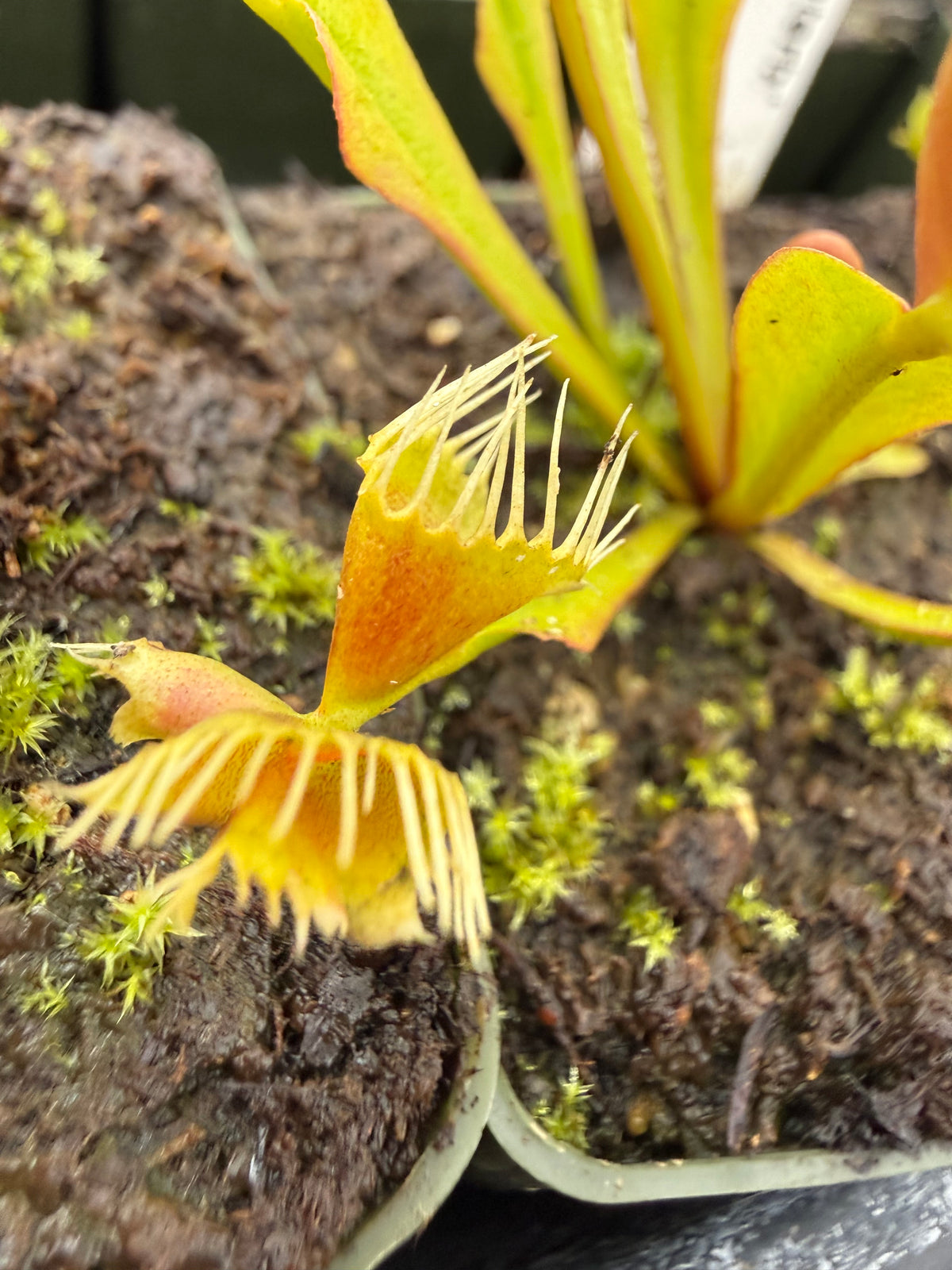 Dionaea m. ‘Phyllopterix’ Potted