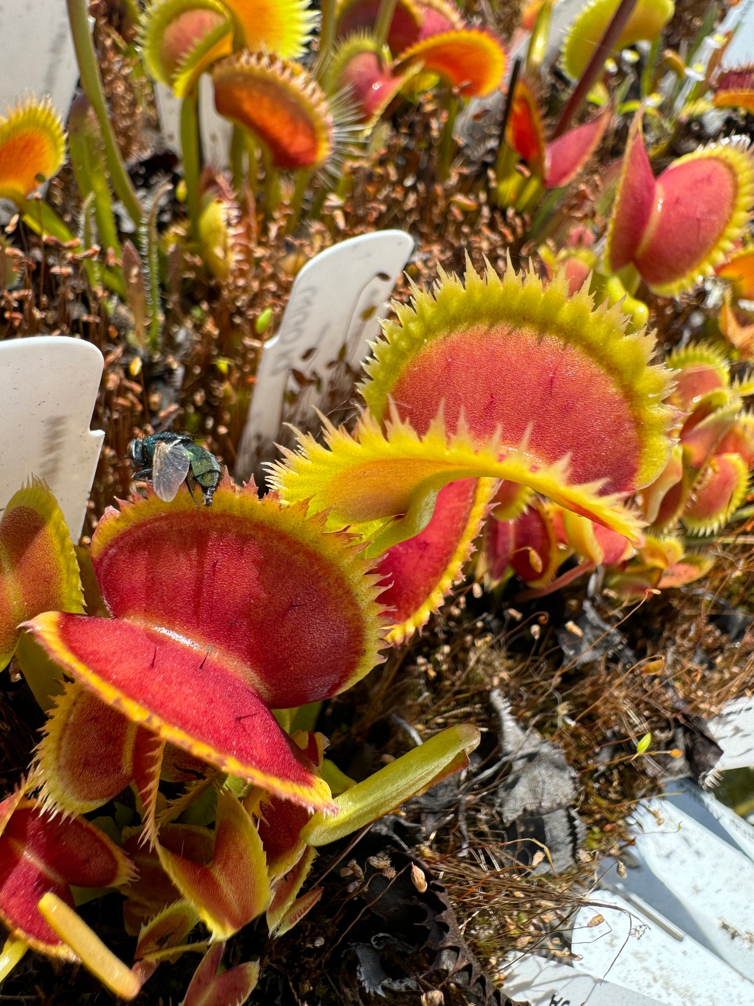 Dionaea m. “Giant Piranha” Potted