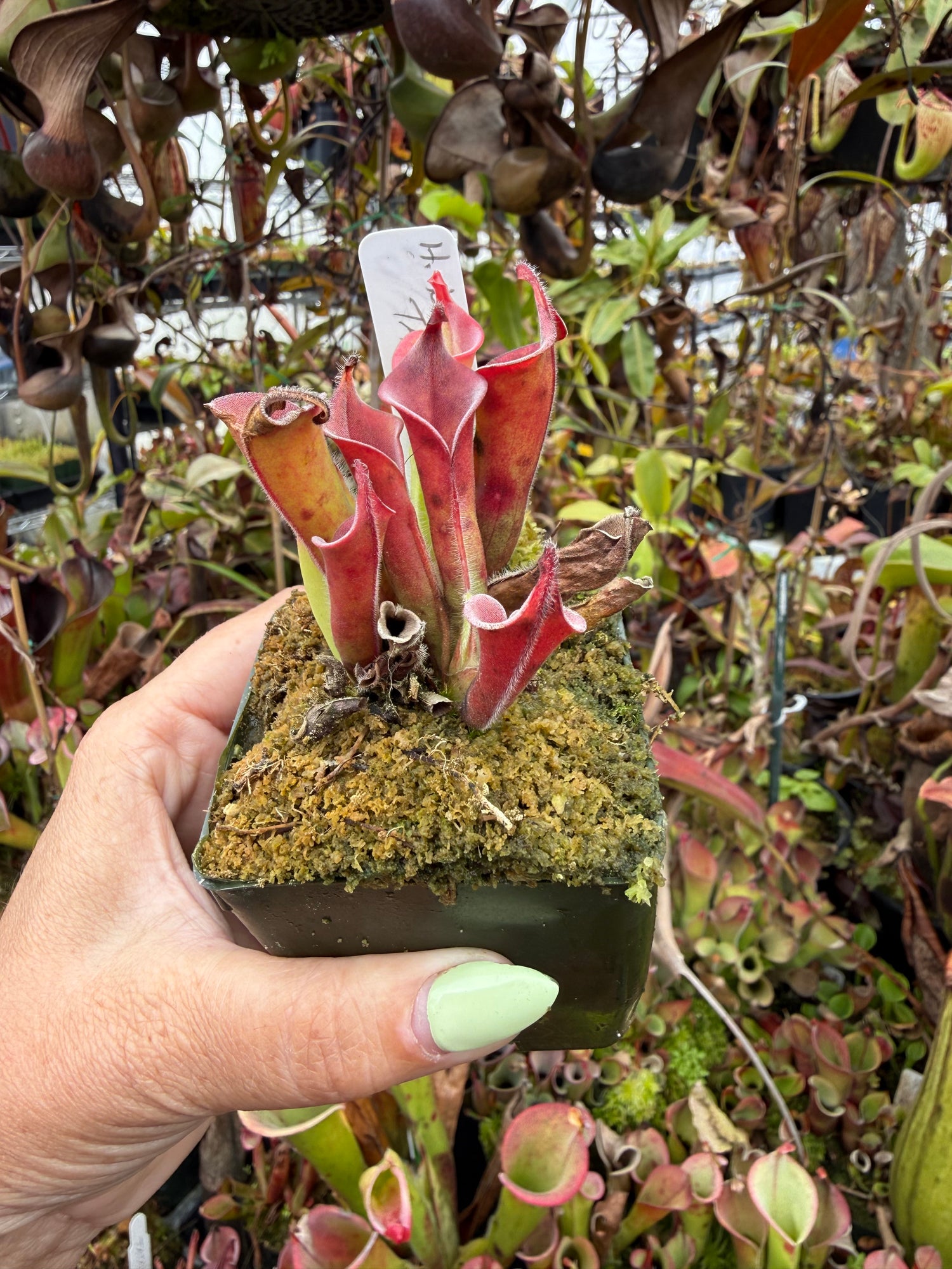 Heliamphora tatei “Cerro Duida” x tatei “Marahuaca" Potted