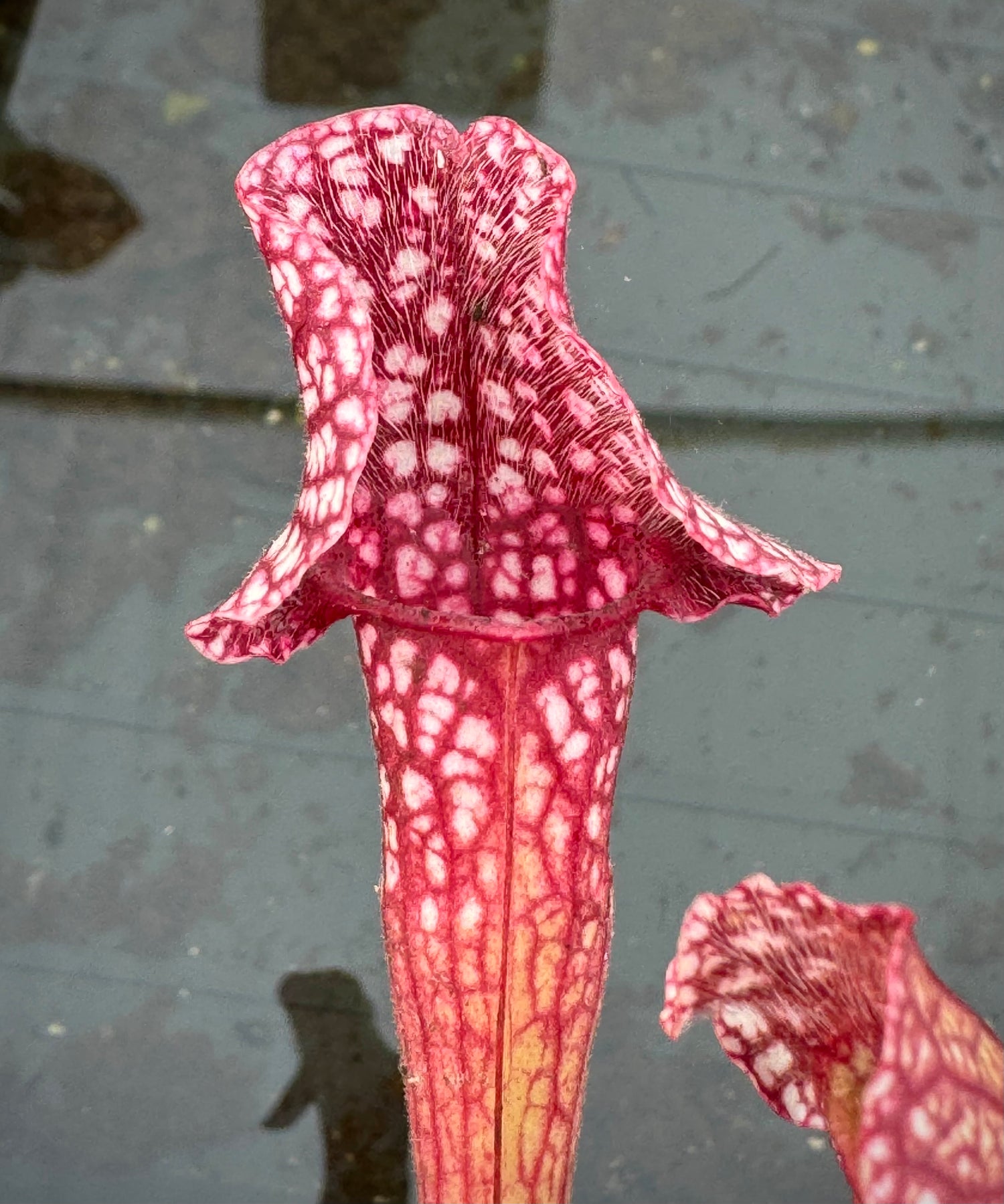 Sarracenia ( purpurea venosa burkii x leucophylla “green” ) x ( x ‘Mega Mouth’ ) Potted