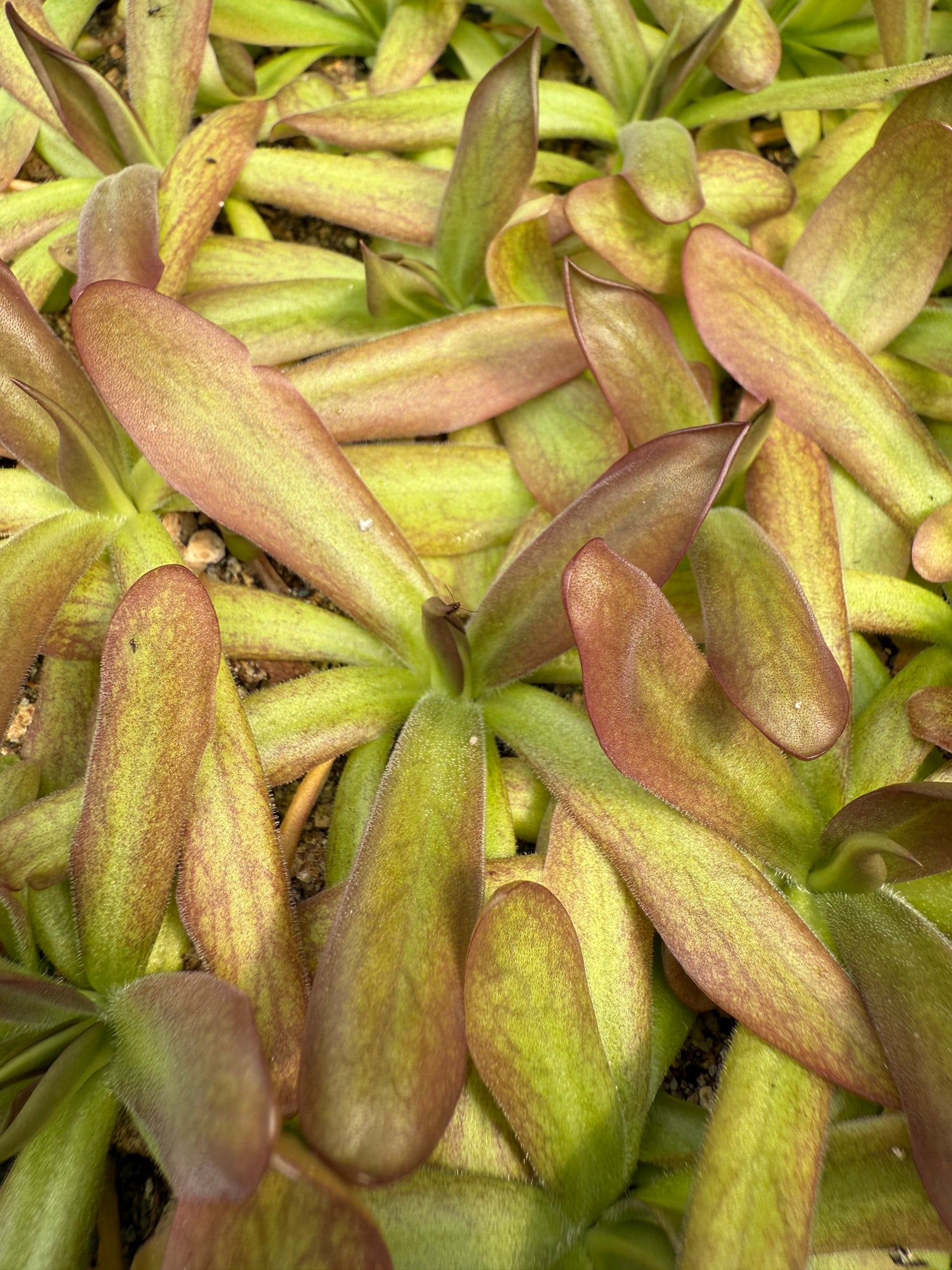 Pinguicula x “Shelob” BARE ROOT