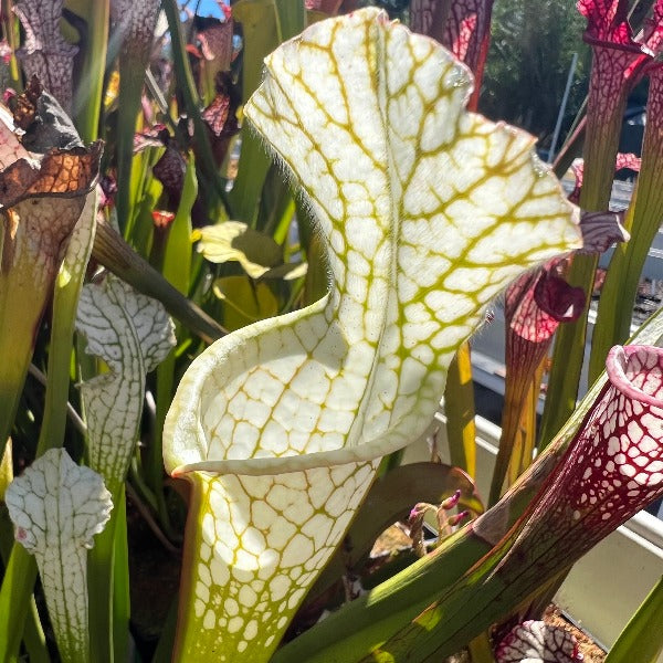 Sarracenia leucophylla green pitcher plant seeds