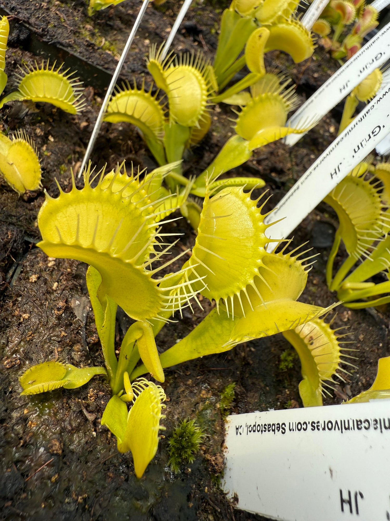 Dionaea m. 'Grun' JH Potted
