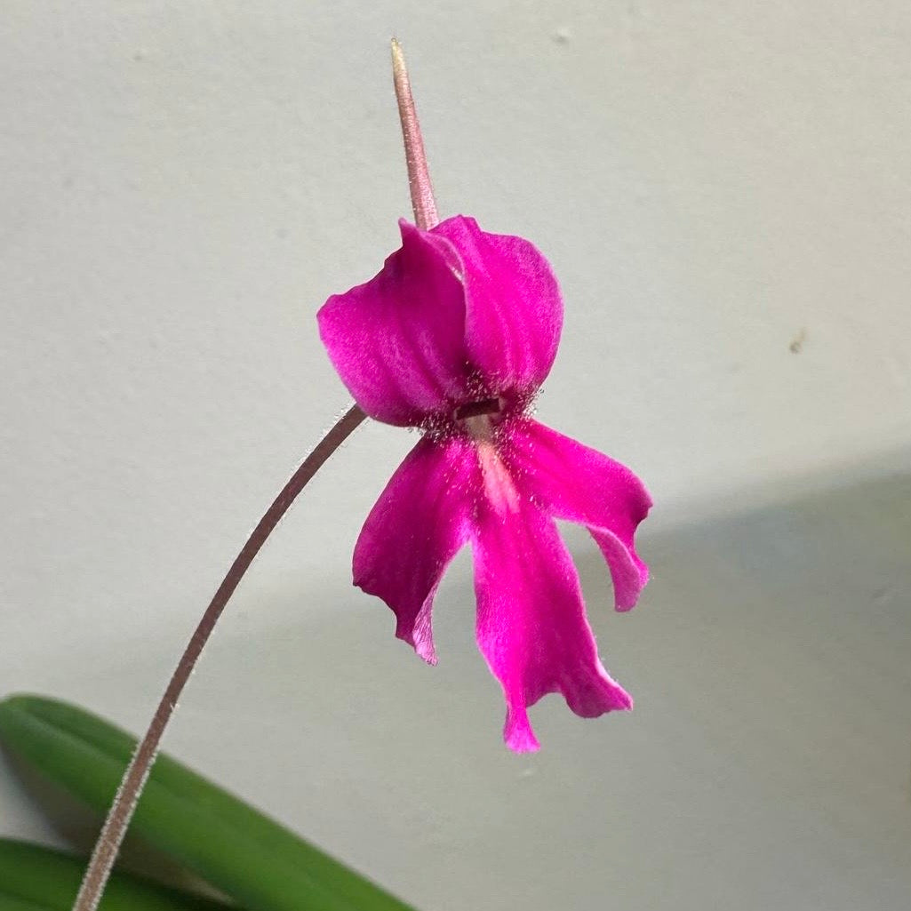 Pinguicula x “Pink Eye” BARE ROOT