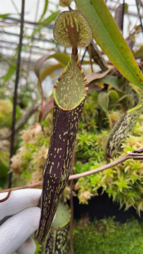 Nepenthes spectabilis "Sibuyatan" Potted