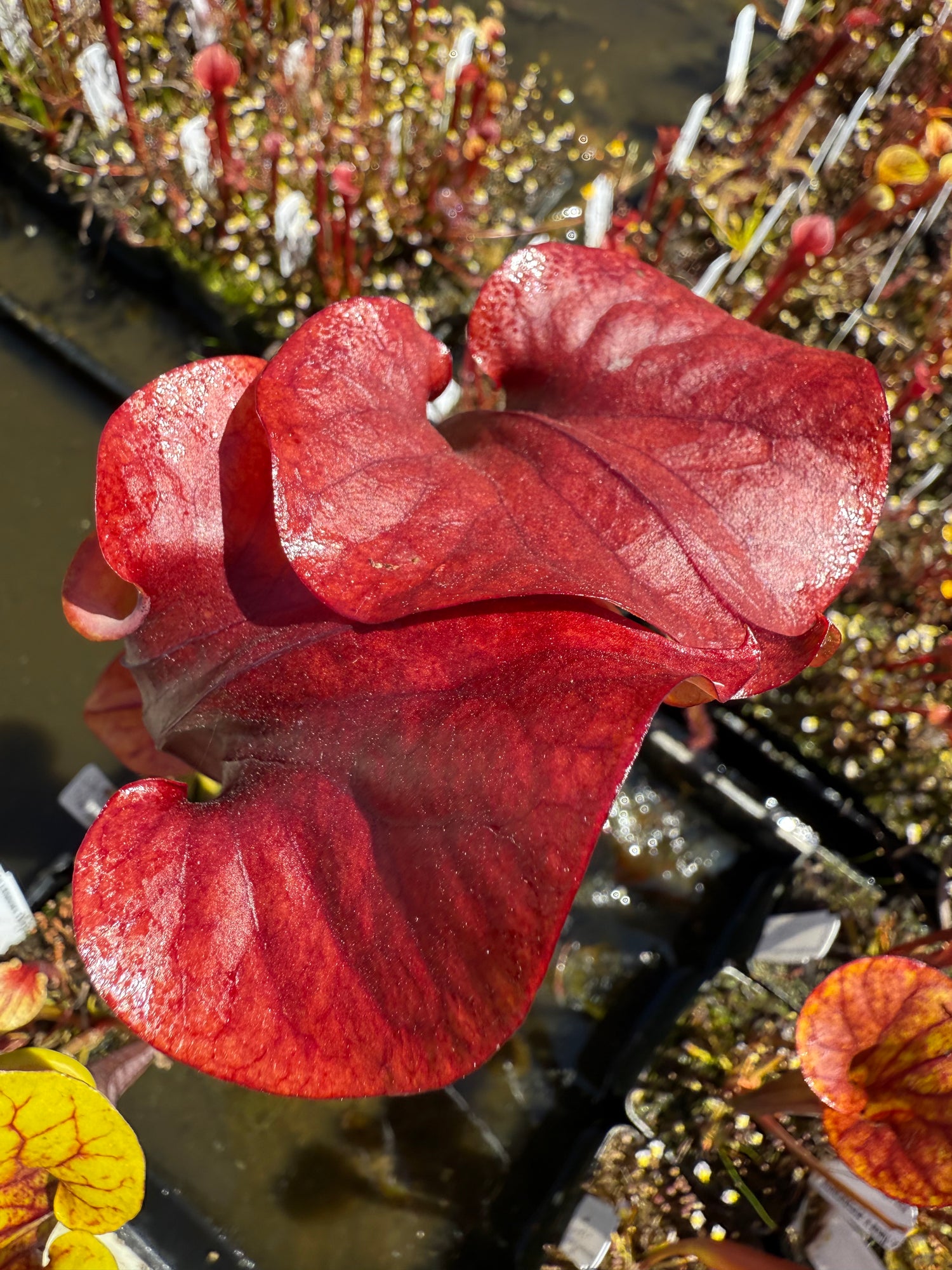Sarracenia flava var atropurpurea x flava ‘Bronze’ Potted